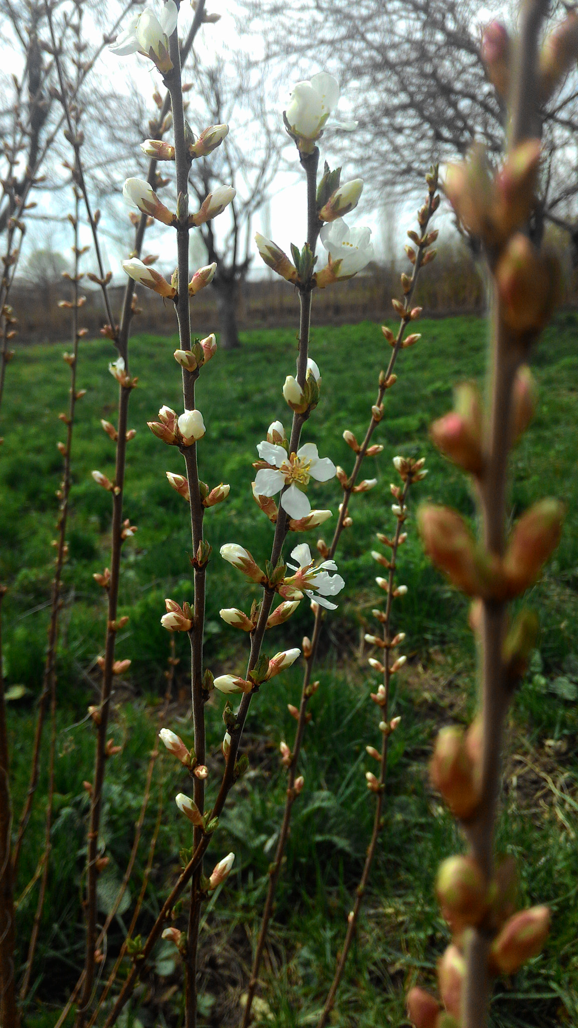 ASUS Z002 sample photo. Dwarf cherry tree) photography