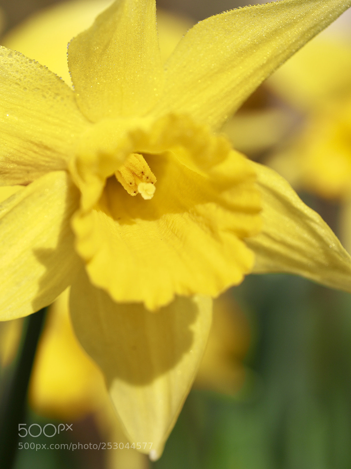 Olympus OM-D E-M10 II sample photo. Narcissus photography