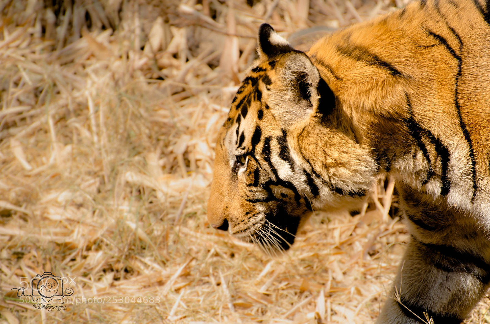 Nikon D5100 sample photo. Indian tiger photography