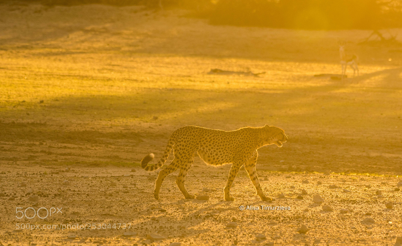 Nikon D500 sample photo. Cheetah in golden light photography