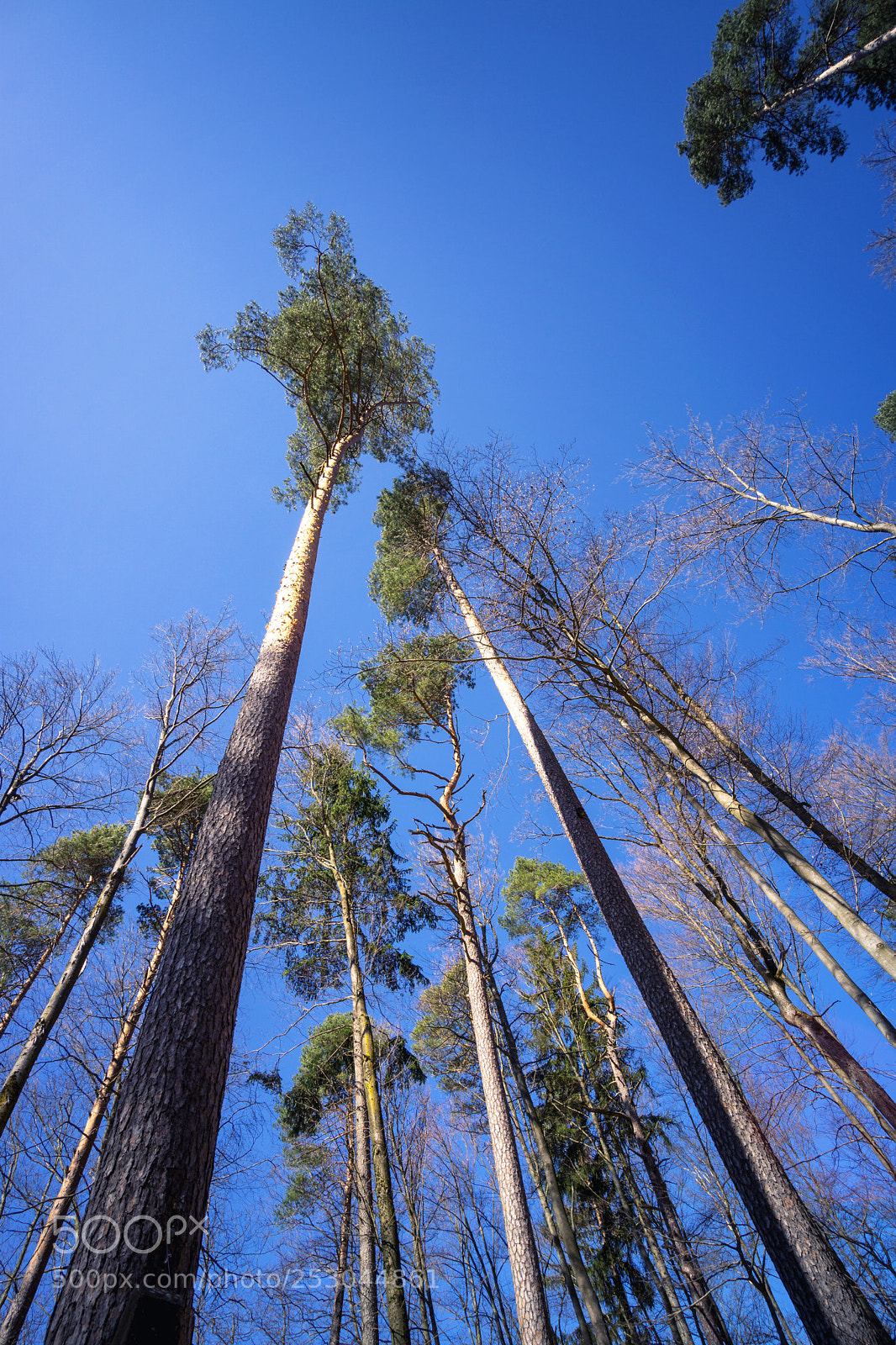 Sony a6000 sample photo. Forest view to the photography