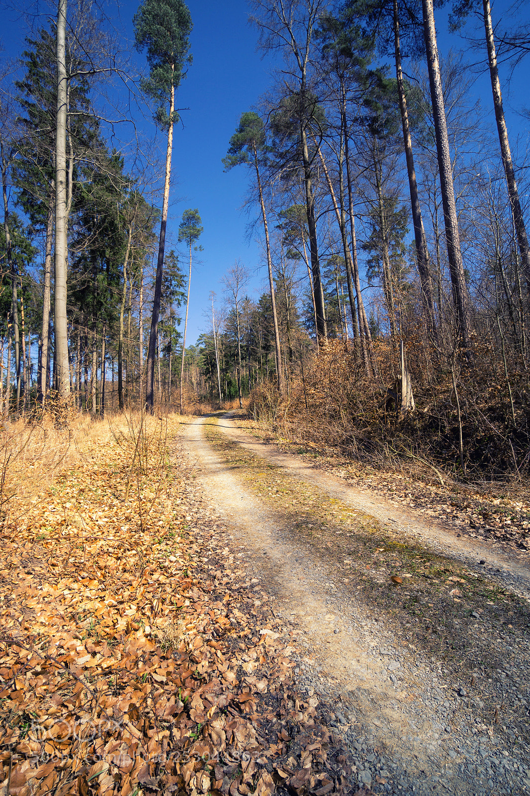 Sony a6000 sample photo. Forest view to the photography