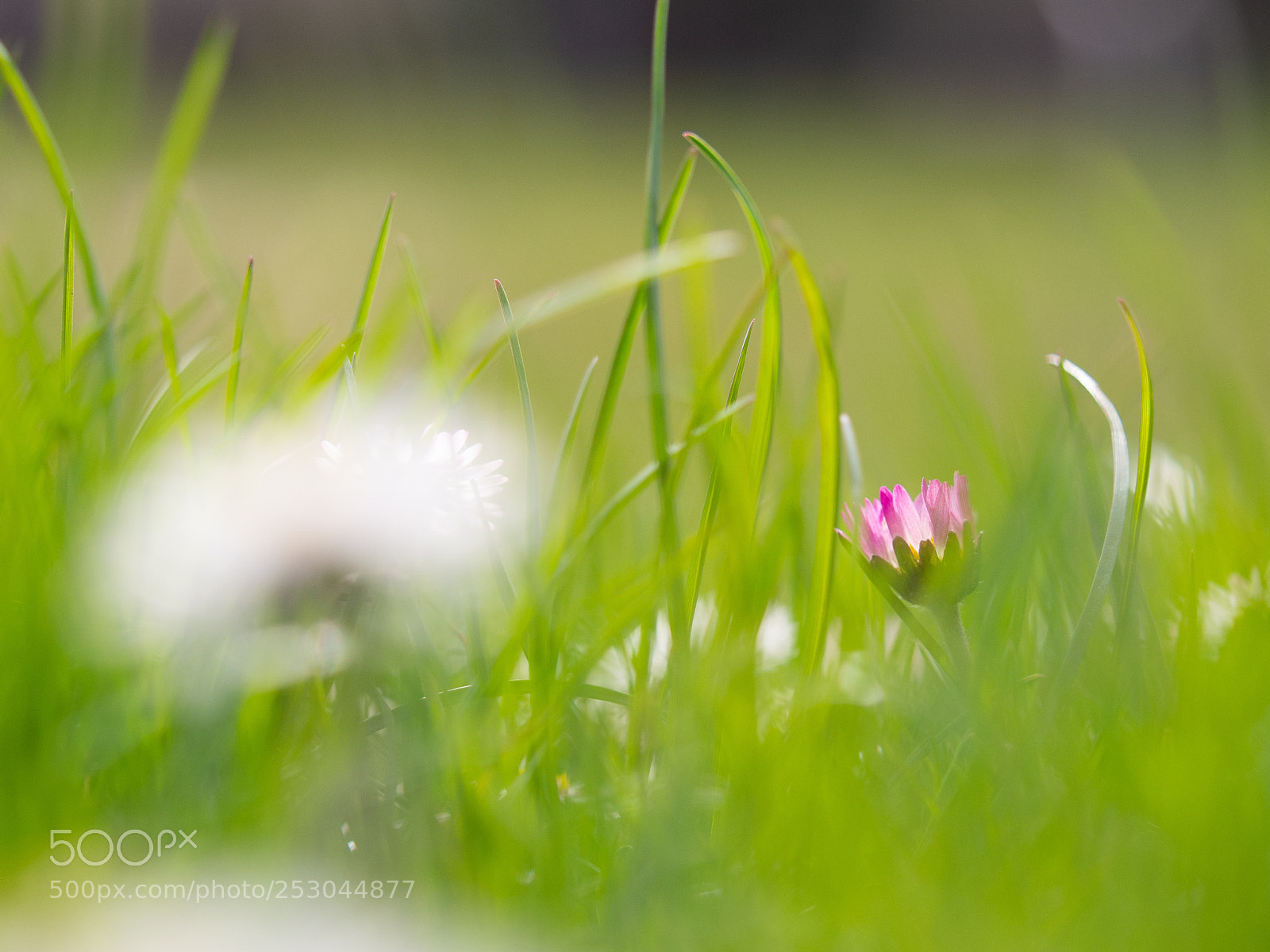 Olympus OM-D E-M5 sample photo. A daisy photography