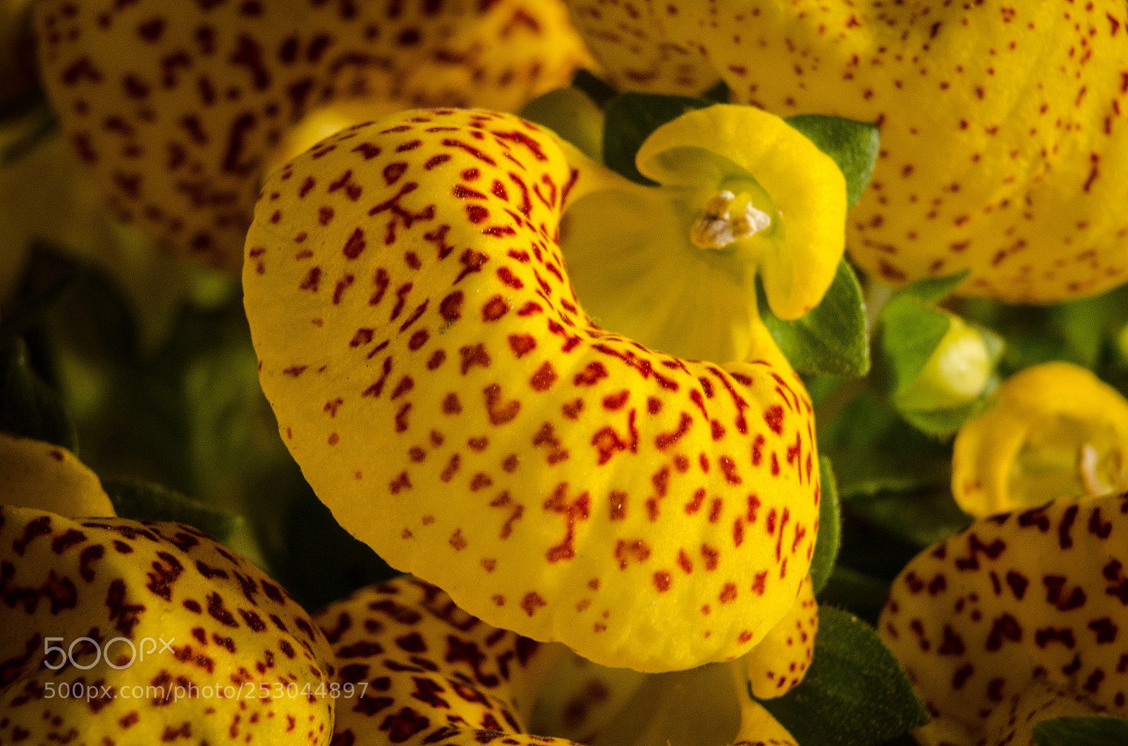 Nikon D7000 sample photo. Calceolaria photography