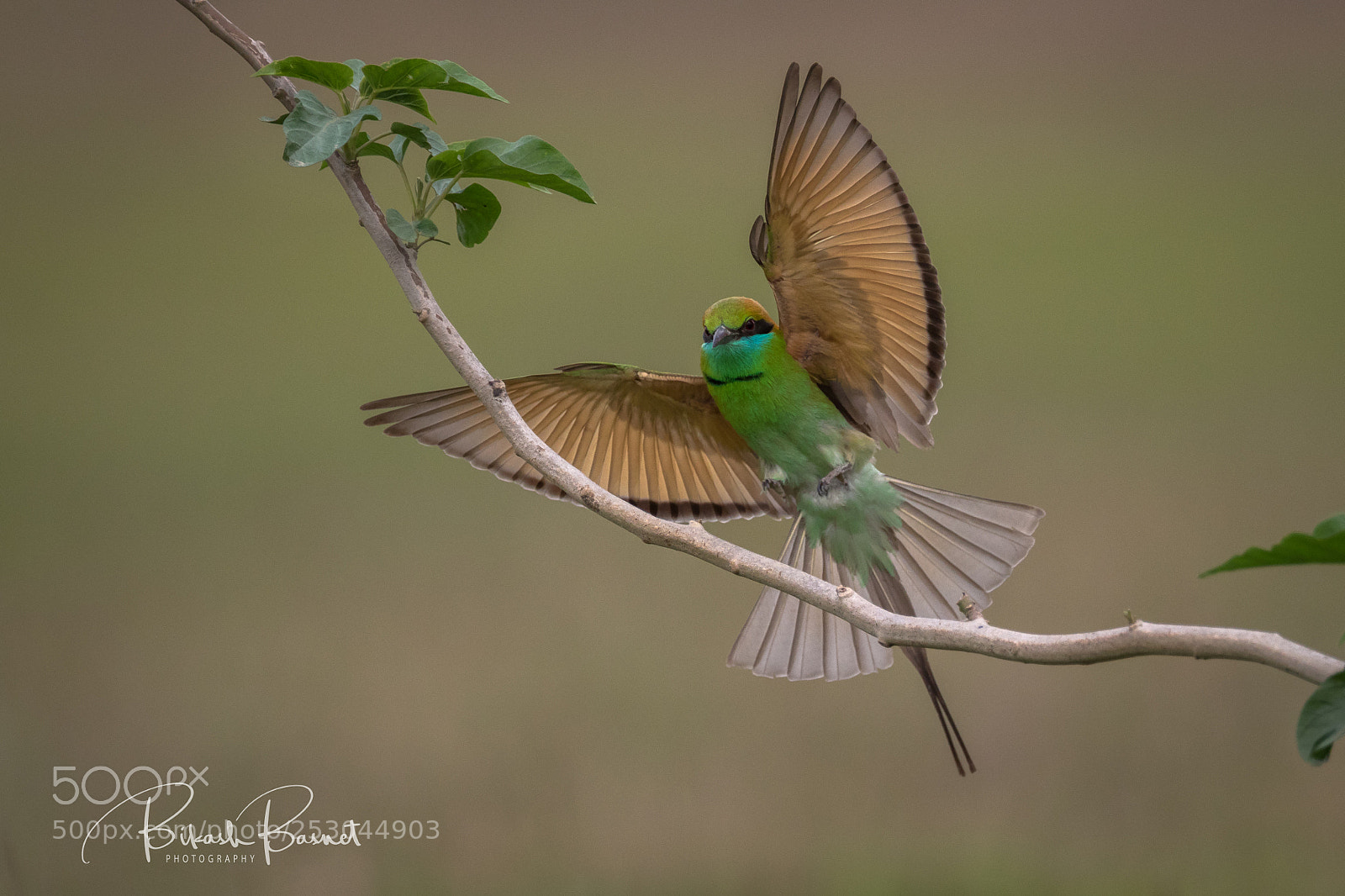 Canon EOS 7D Mark II sample photo. Winged beauty photography