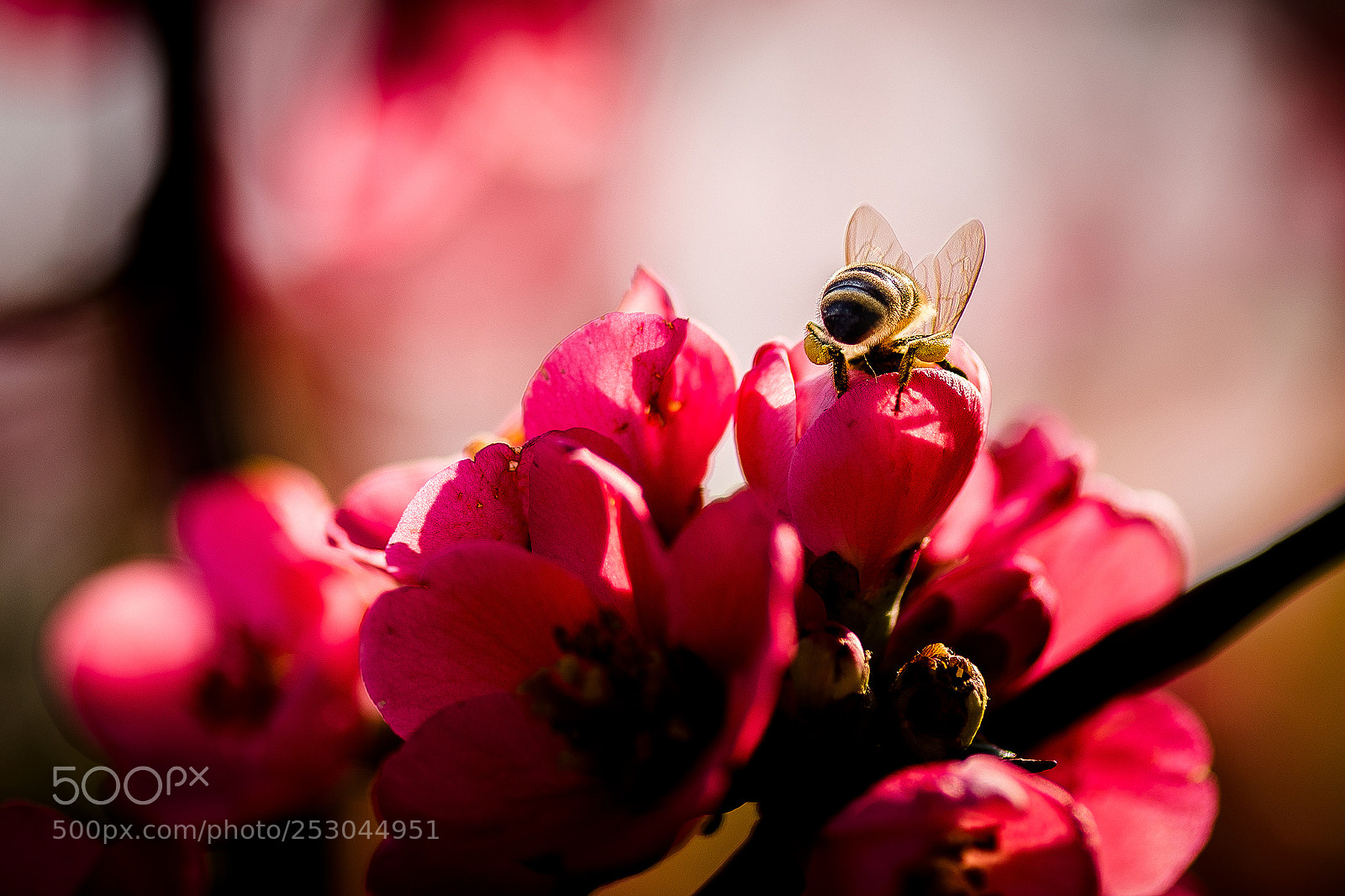 Nikon D810 sample photo. Buzz photography