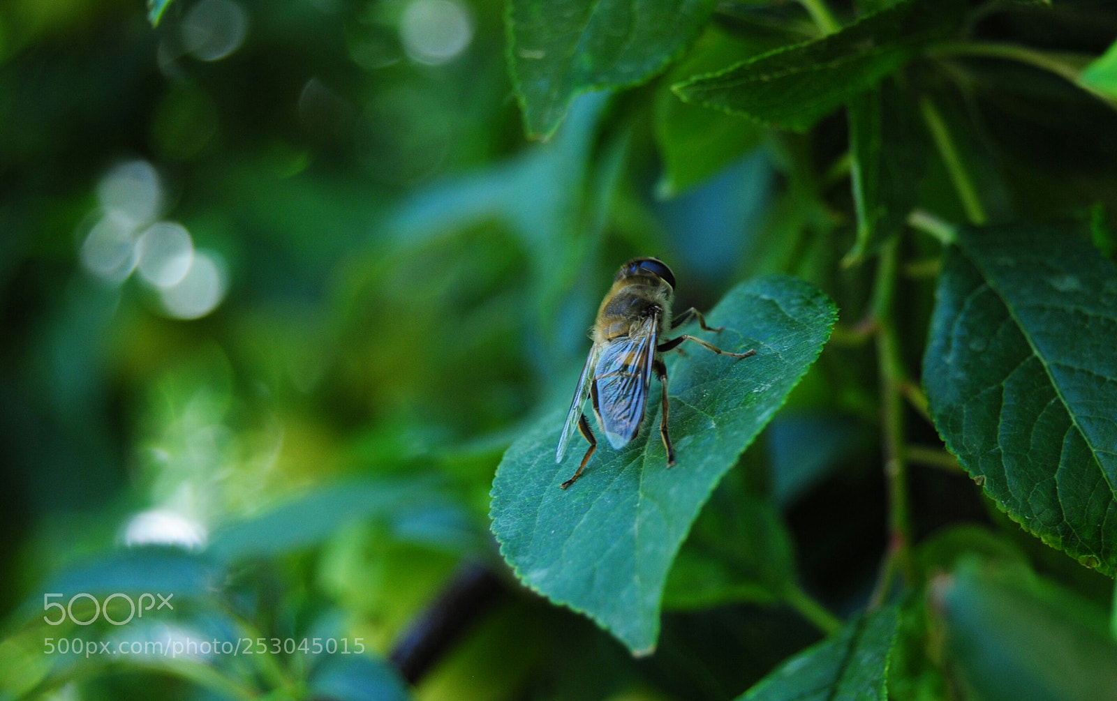 Nikon D3000 sample photo. ×_× photography