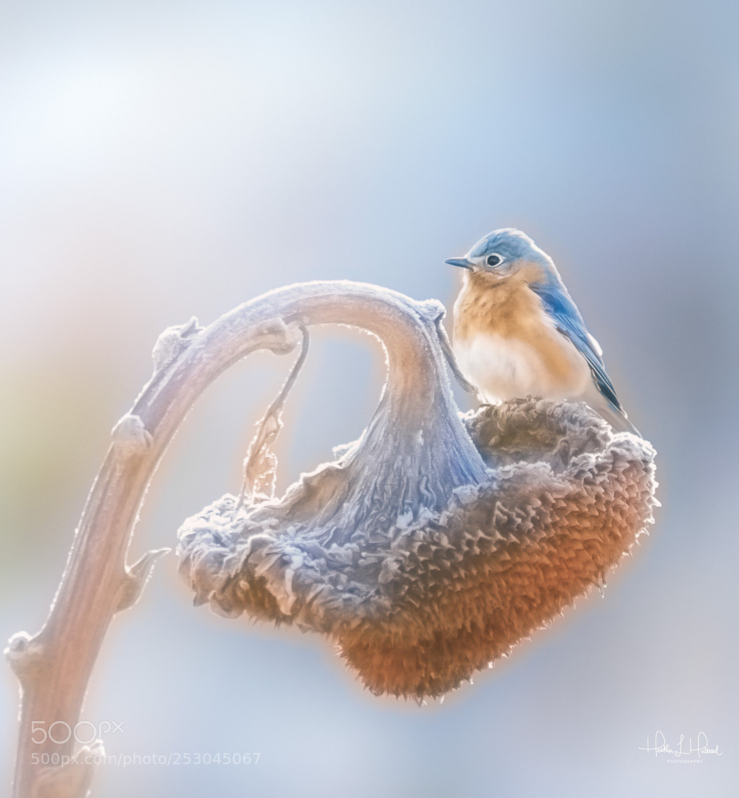 Nikon D810 sample photo. Bluebird and sunflower photography