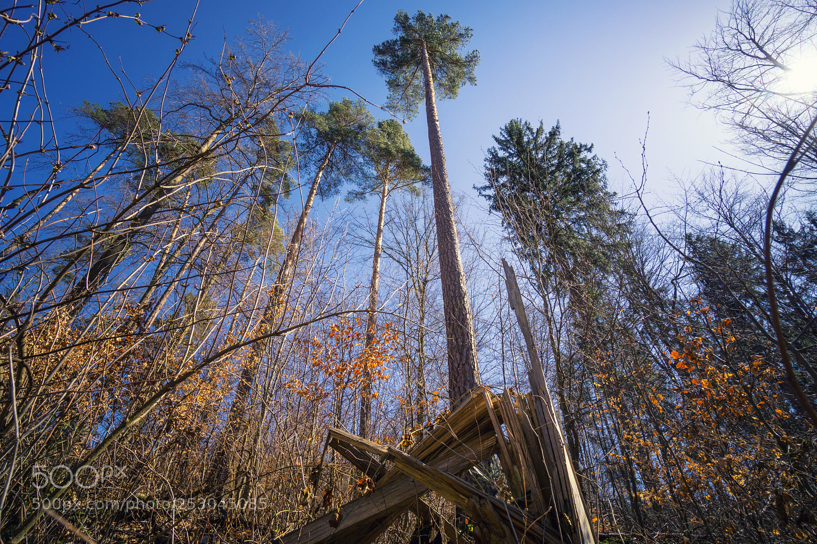 Sony a6000 sample photo. Forest view to the photography