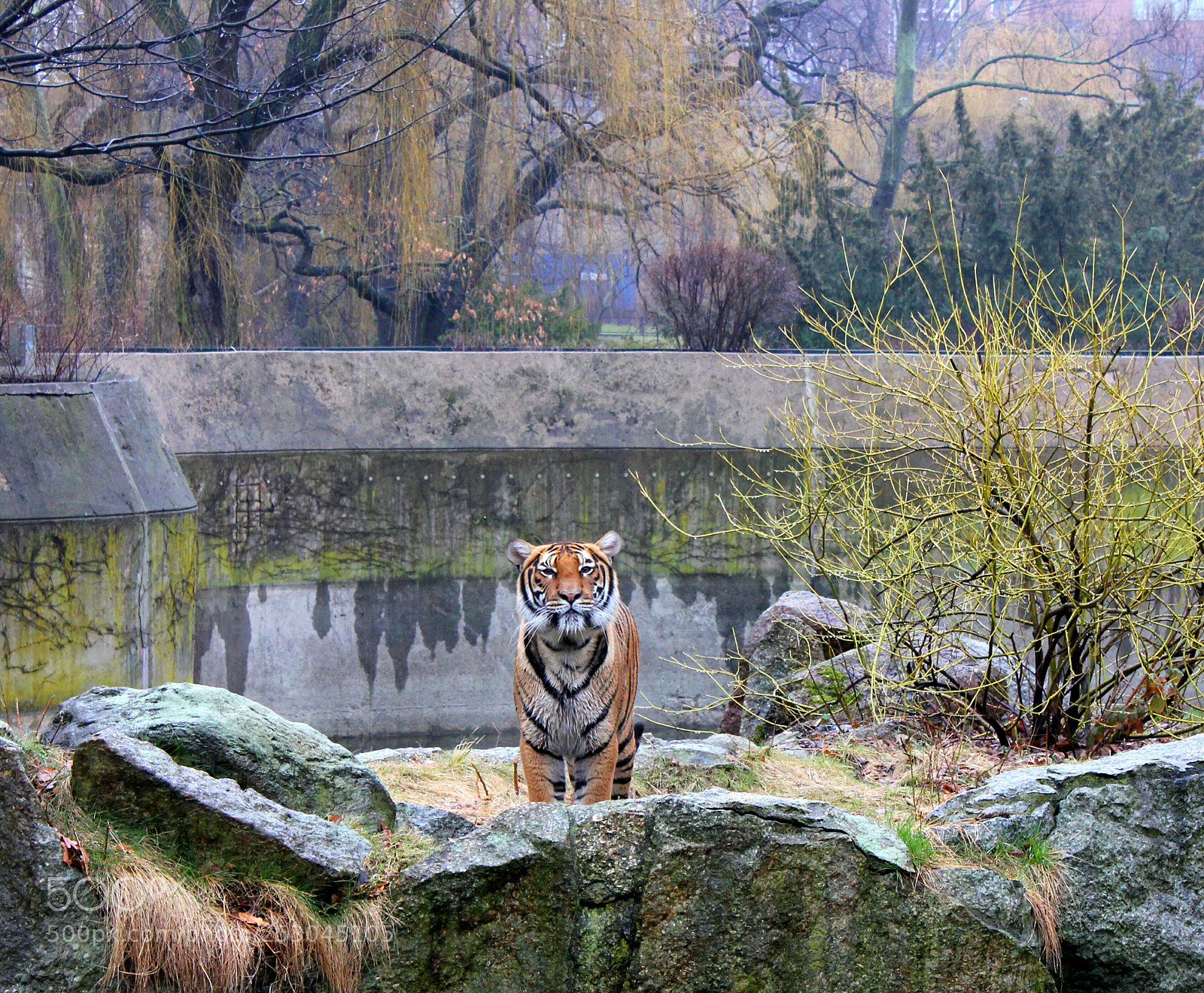 Canon EOS 550D (EOS Rebel T2i / EOS Kiss X4) sample photo. Tiger in berlin photography