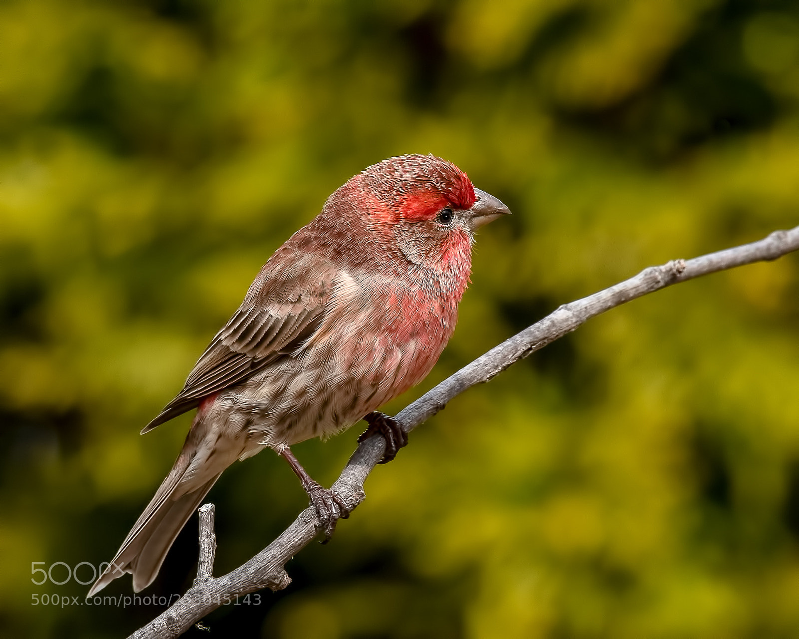 Nikon D850 sample photo. House finch photography