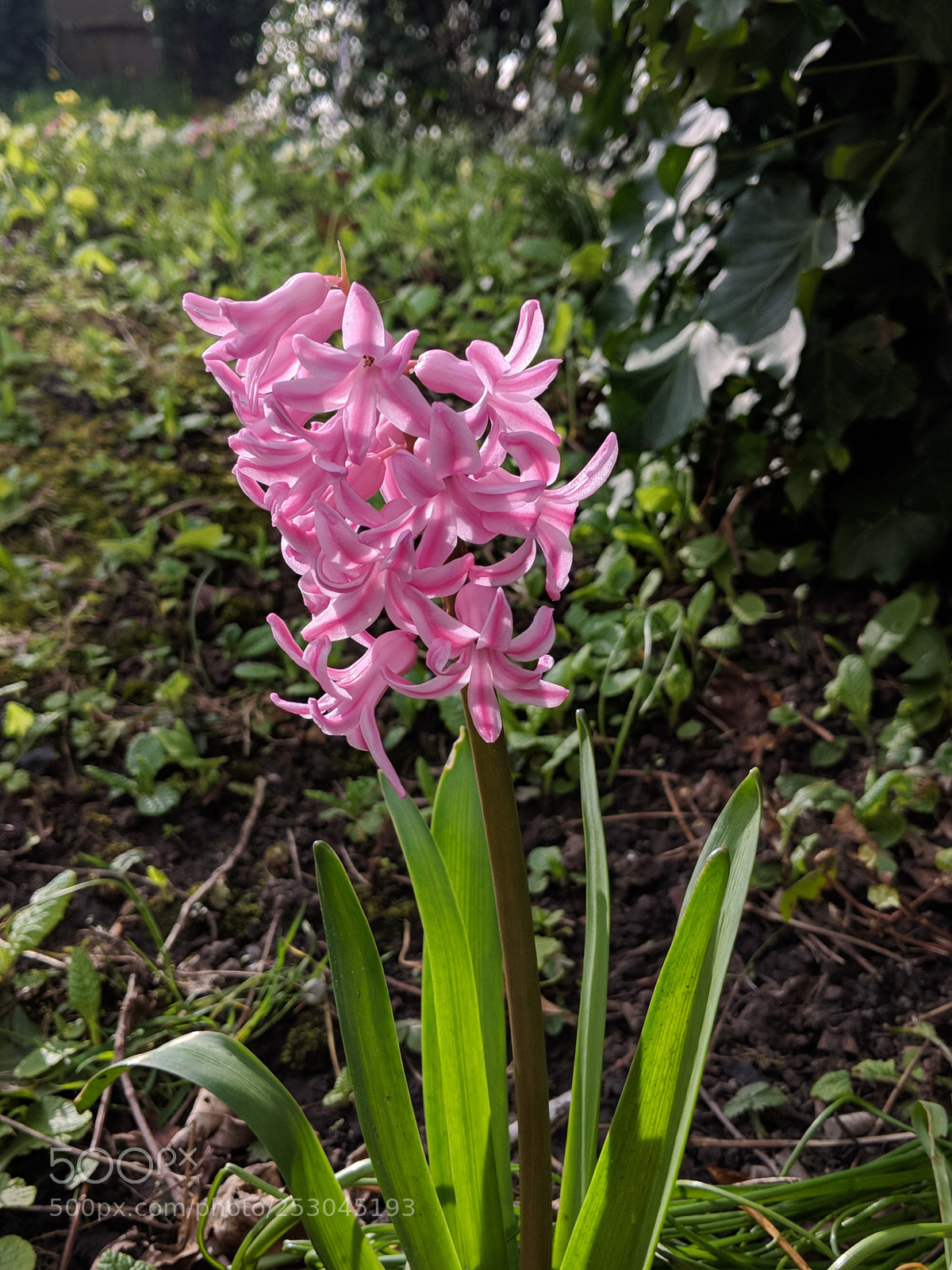 Google Pixel 2 sample photo. Individual photography