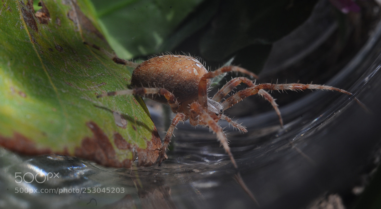 Nikon D700 sample photo. Spider with personality photography