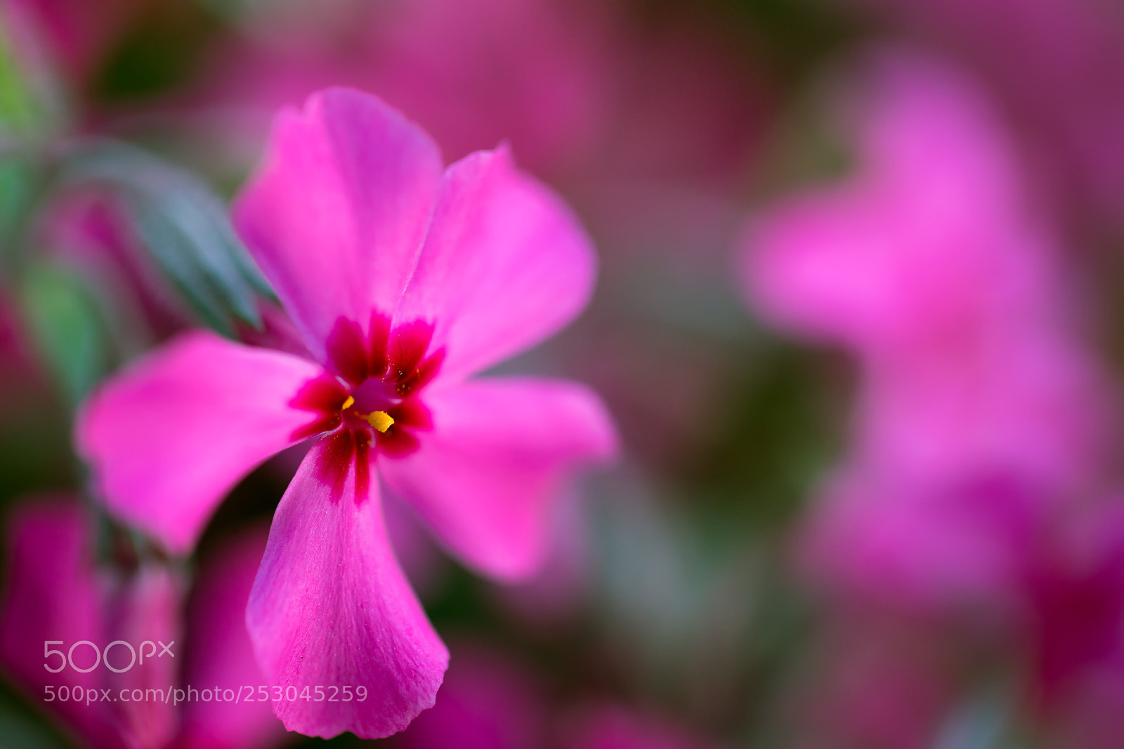 Canon EOS 5D Mark IV sample photo. Pink photography