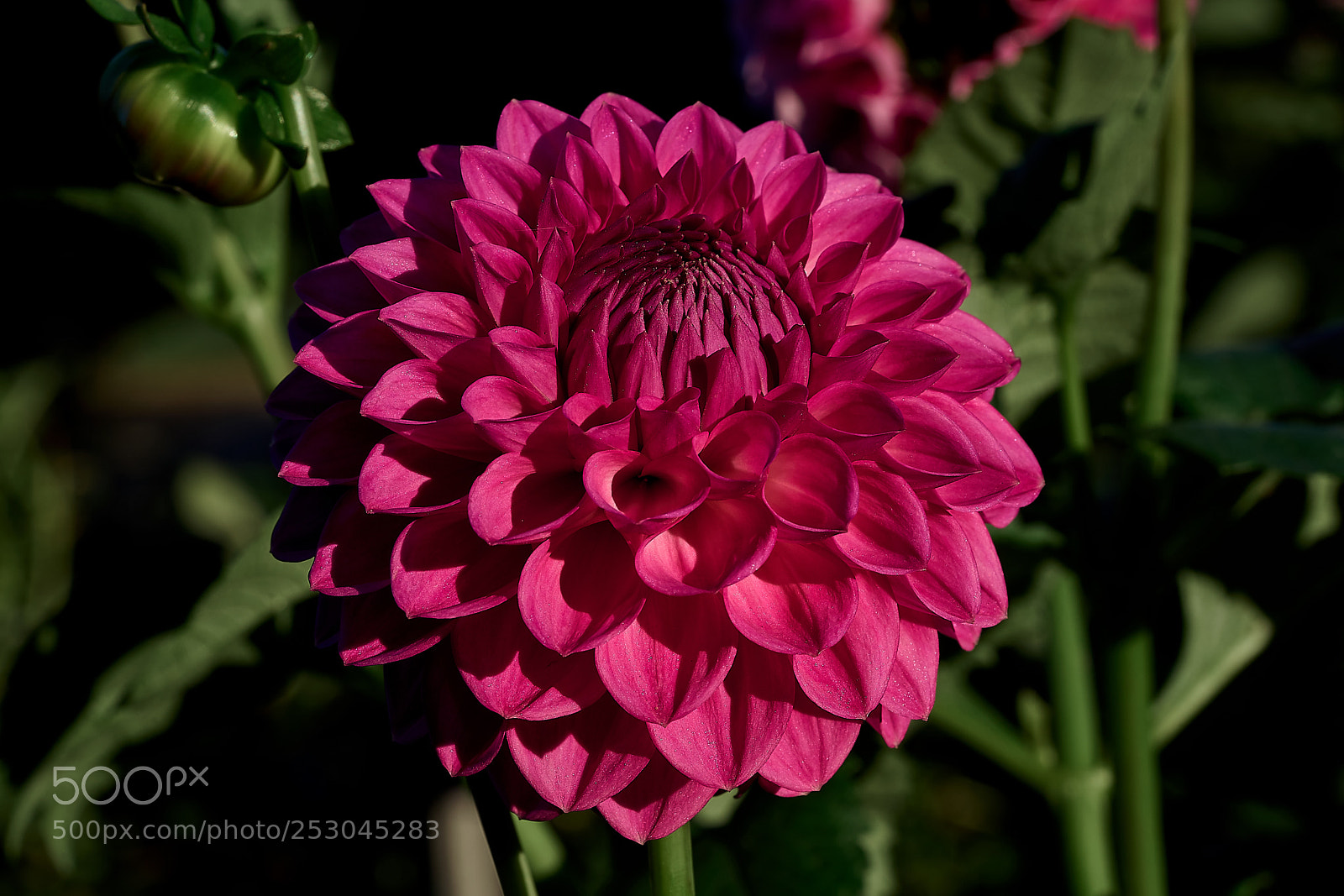 Sony a7 sample photo. Abg_180407_8 photography
