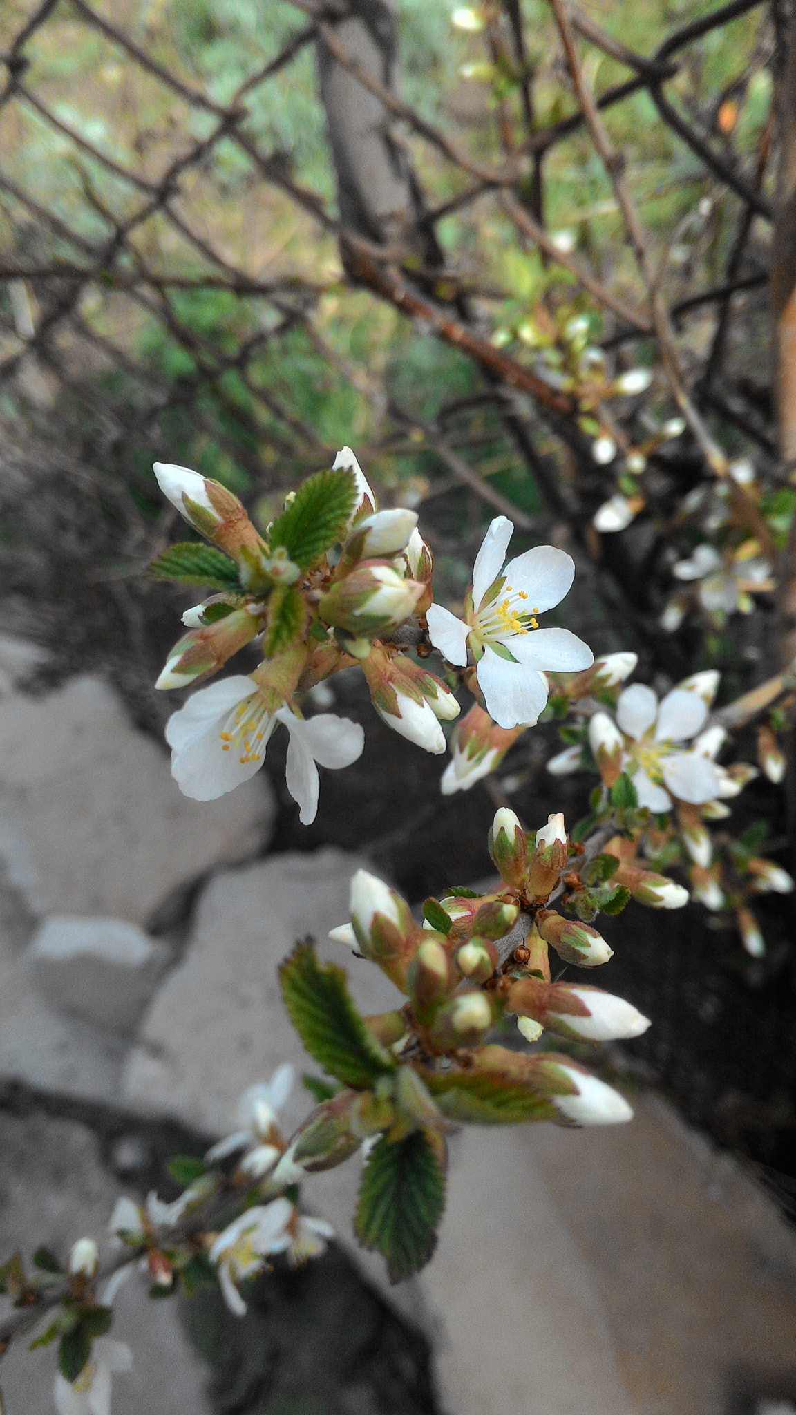 ASUS Z002 sample photo. Wild plum tree branch) photography