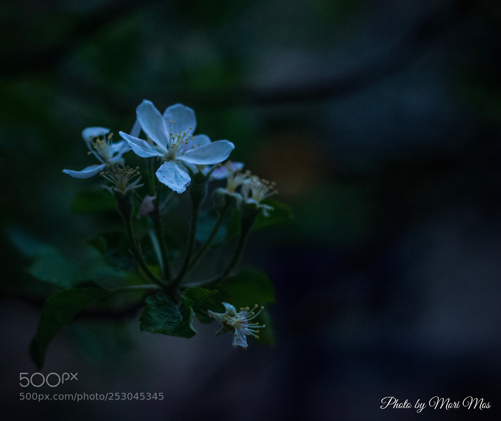Nikon D7100 sample photo. Spring  photography