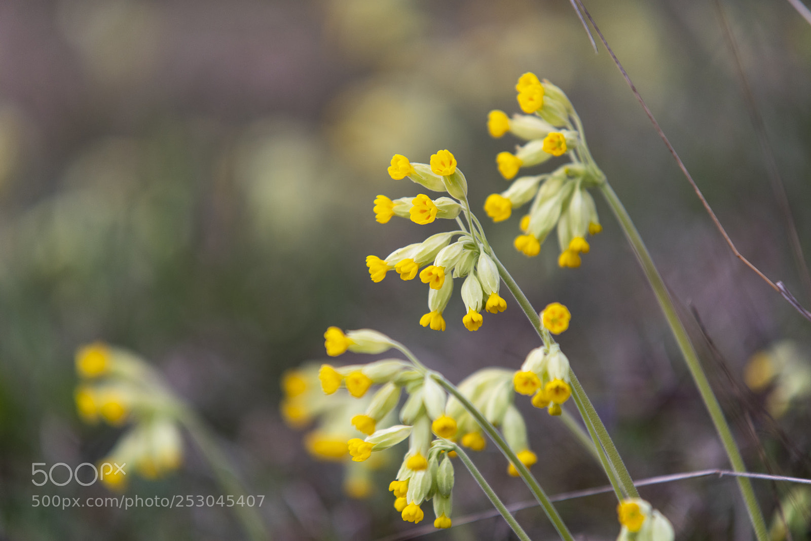 Pentax K-1 sample photo. Nature photography