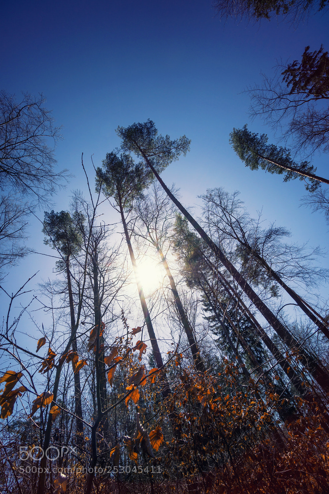 Sony a6000 sample photo. Forest view to the photography