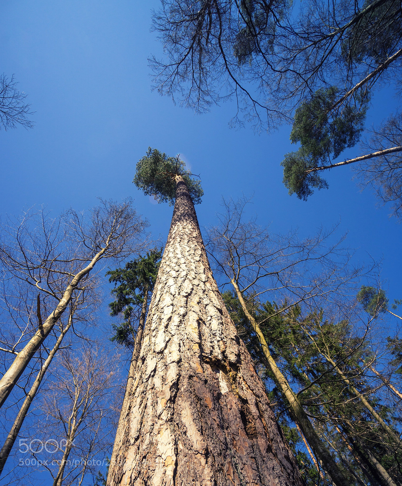 Sony a6000 sample photo. Forest view to the photography