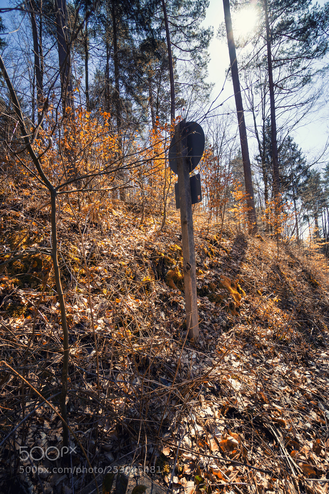 Sony a6000 sample photo. Forest view to the photography