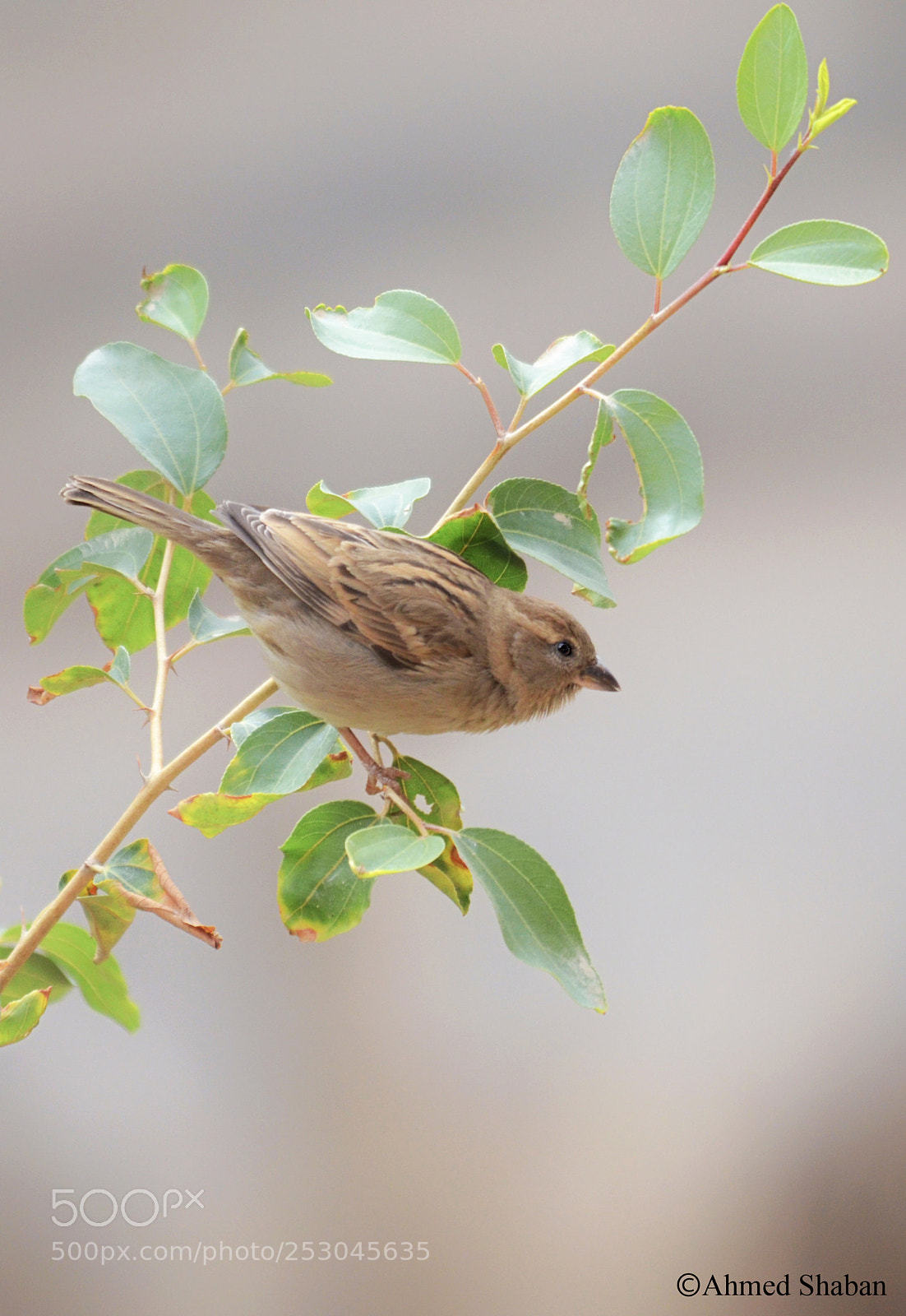 Nikon D7000 sample photo. Bird (sparrow ) photography