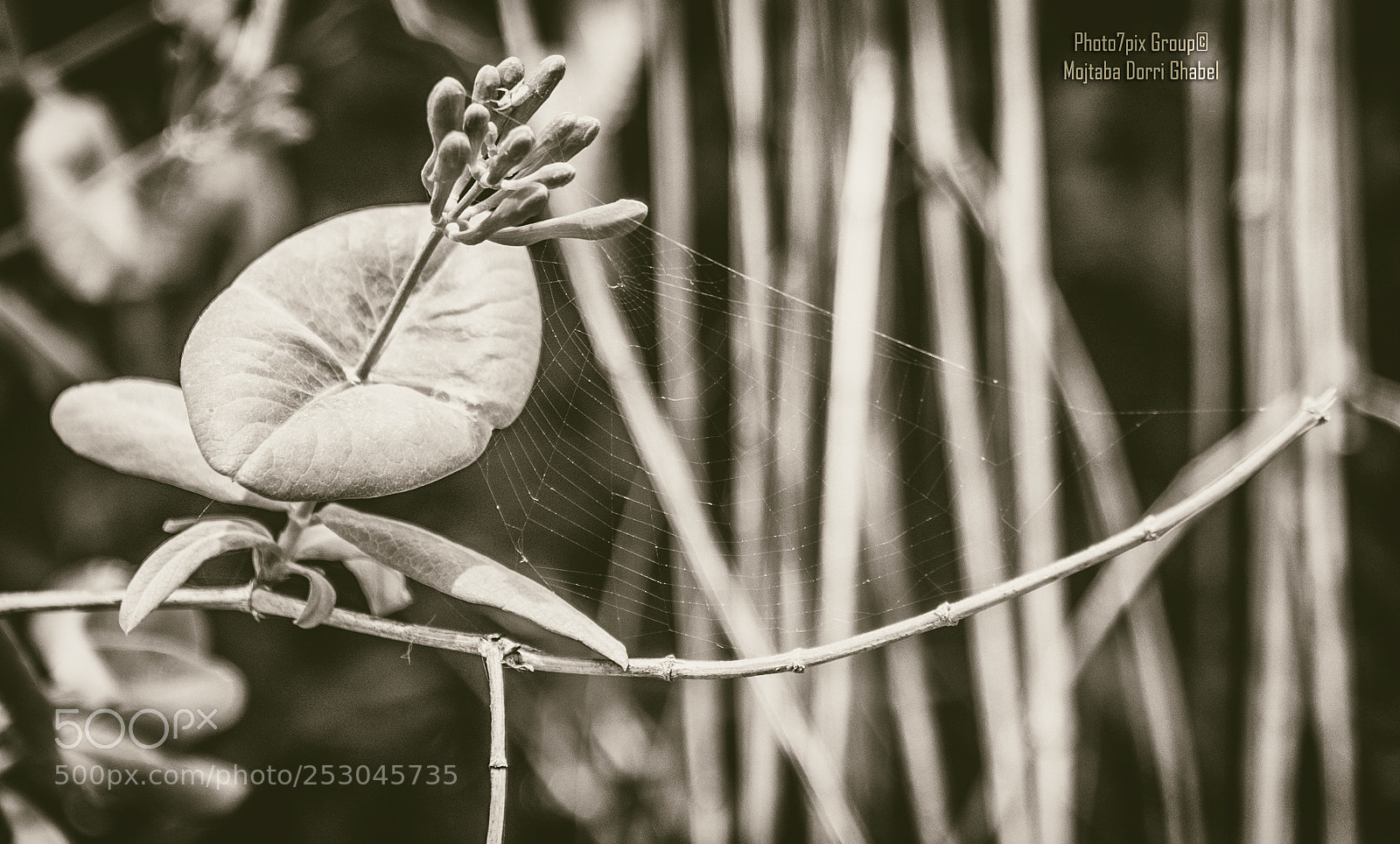Nikon D810 sample photo. Trap photography