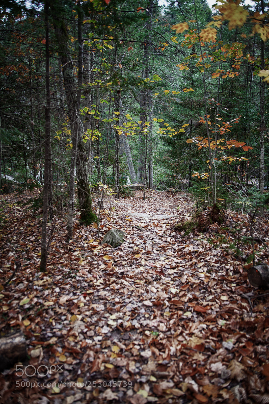 Canon EOS 5D Mark II sample photo. The dreamy forest photography