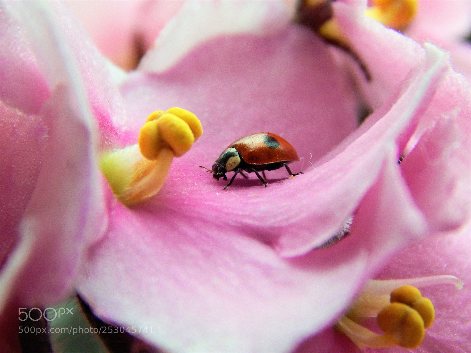 Nikon Coolpix L820 sample photo. Ladybug photography