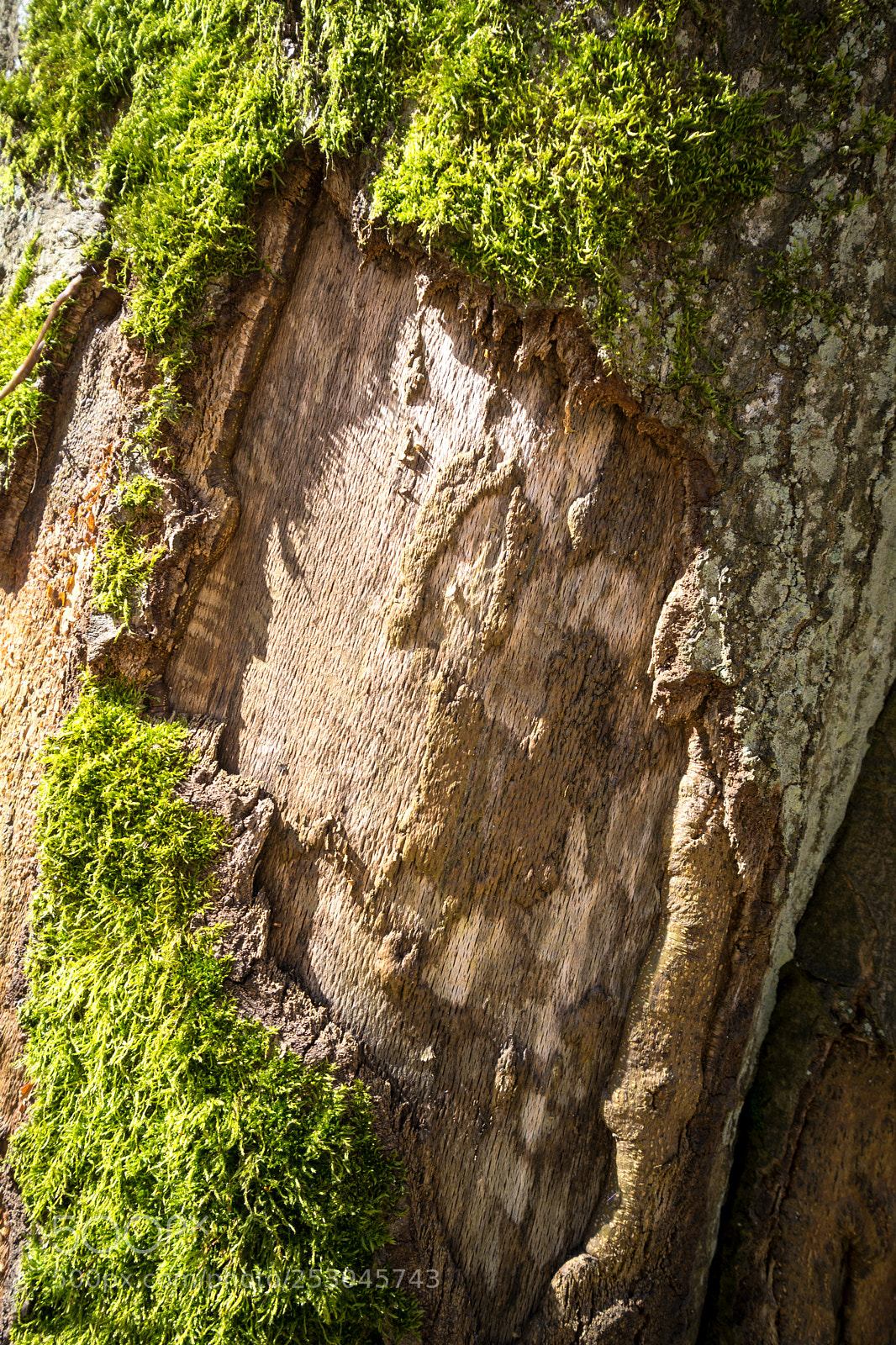 Sony a6000 sample photo. Tree trunk overgrown with photography