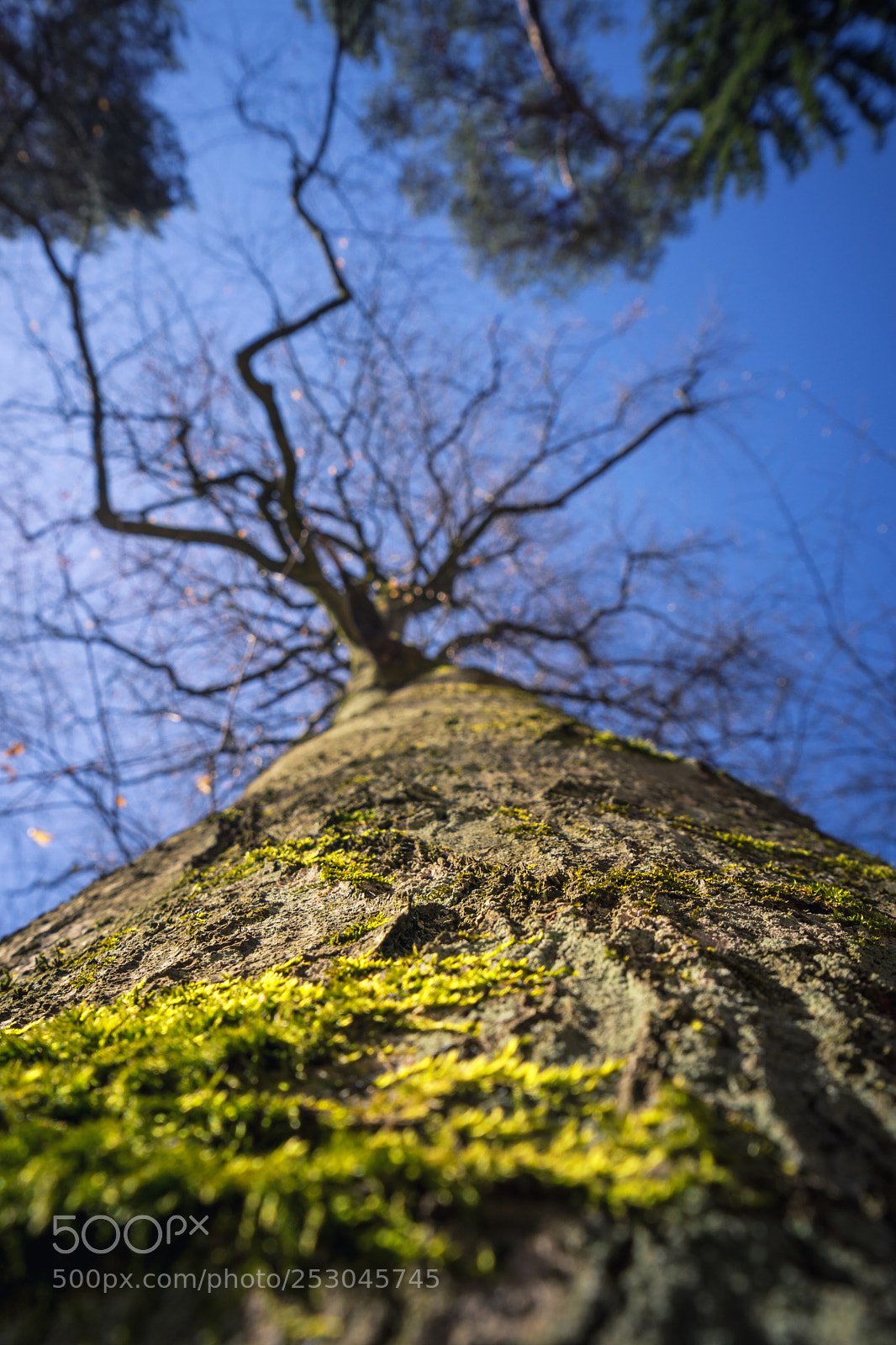 Sony a6000 sample photo. Low angle view up photography