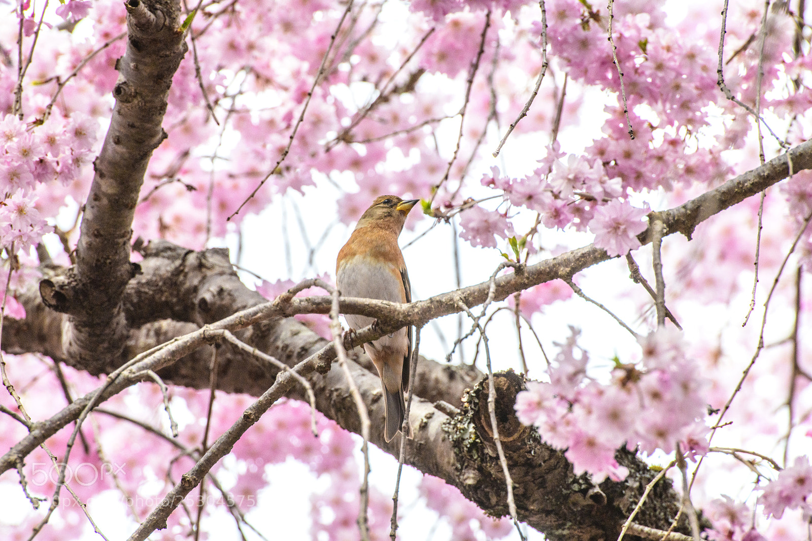 Nikon D850 sample photo. Sakura and bird photography