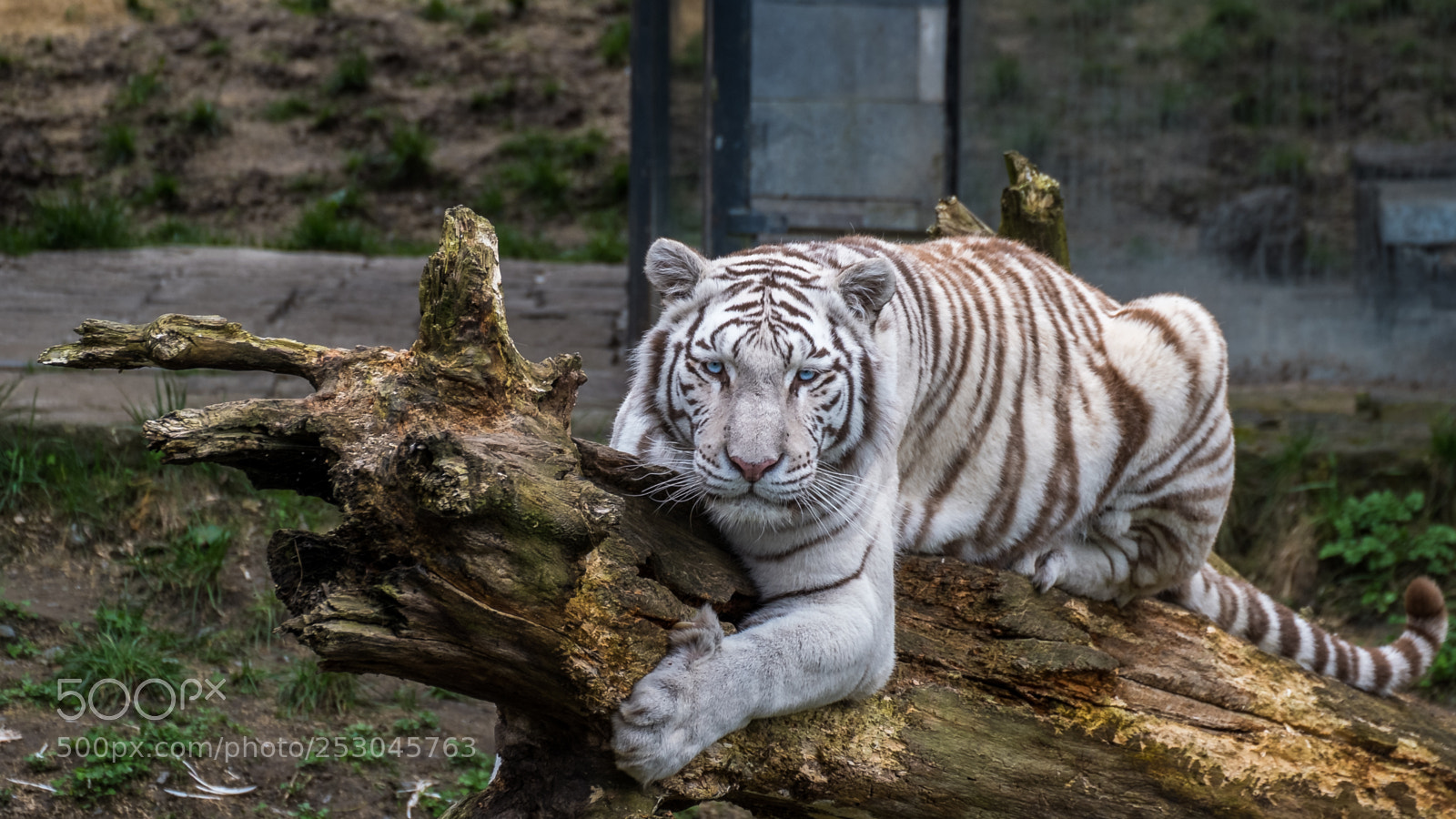 Fujifilm X-T20 sample photo. Tigre blanc photography