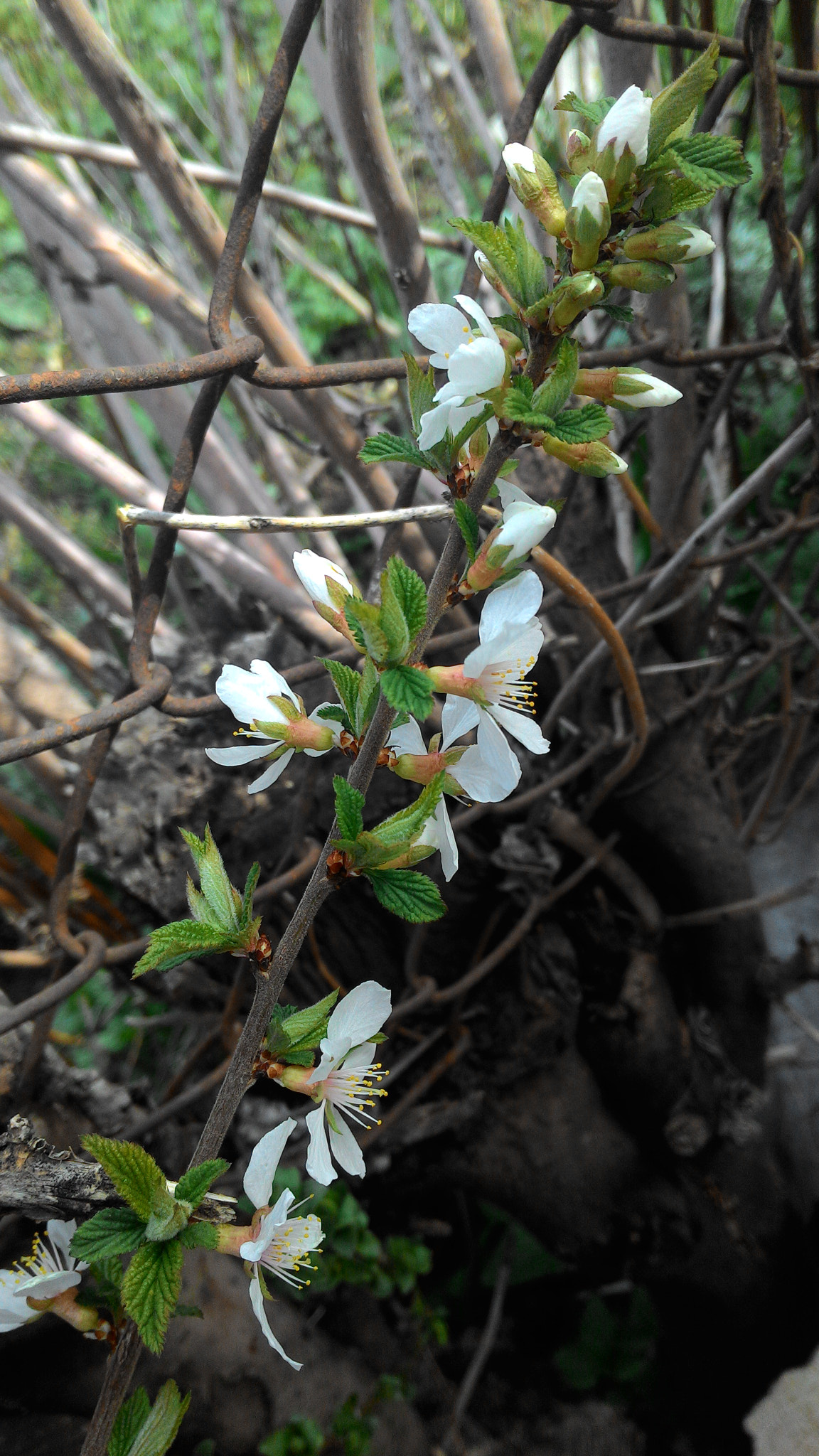 ASUS Z002 sample photo. Wild cherry blossoms) photography