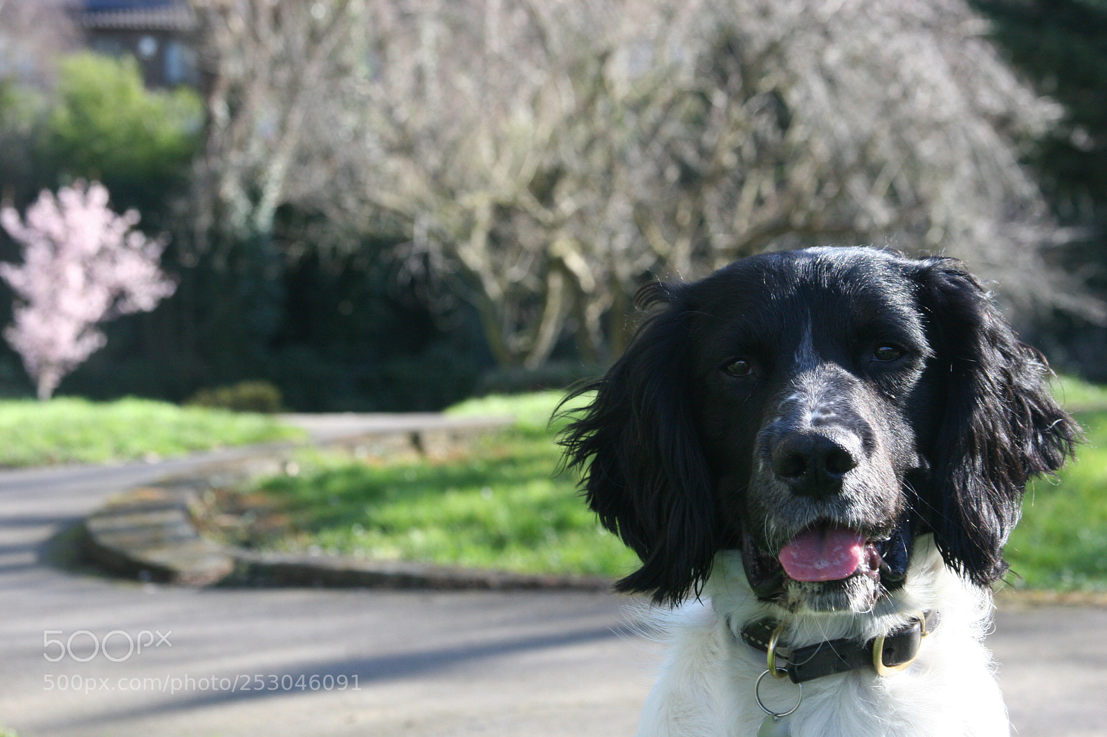 Canon EOS 20D sample photo. Dog photography