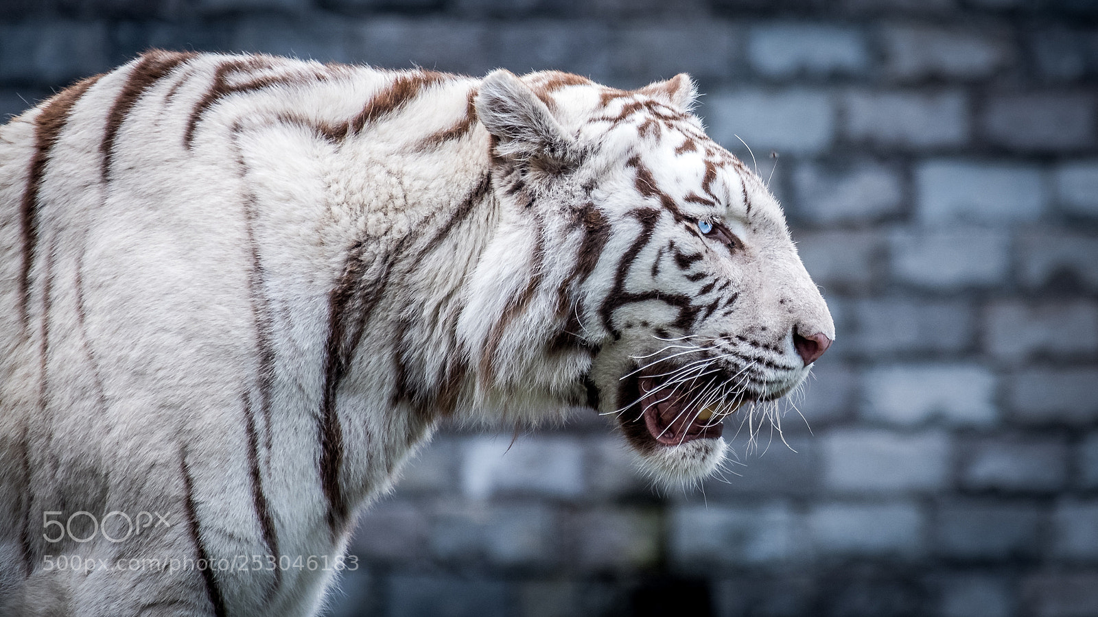 Fujifilm X-T20 sample photo. Tigre blanc photography