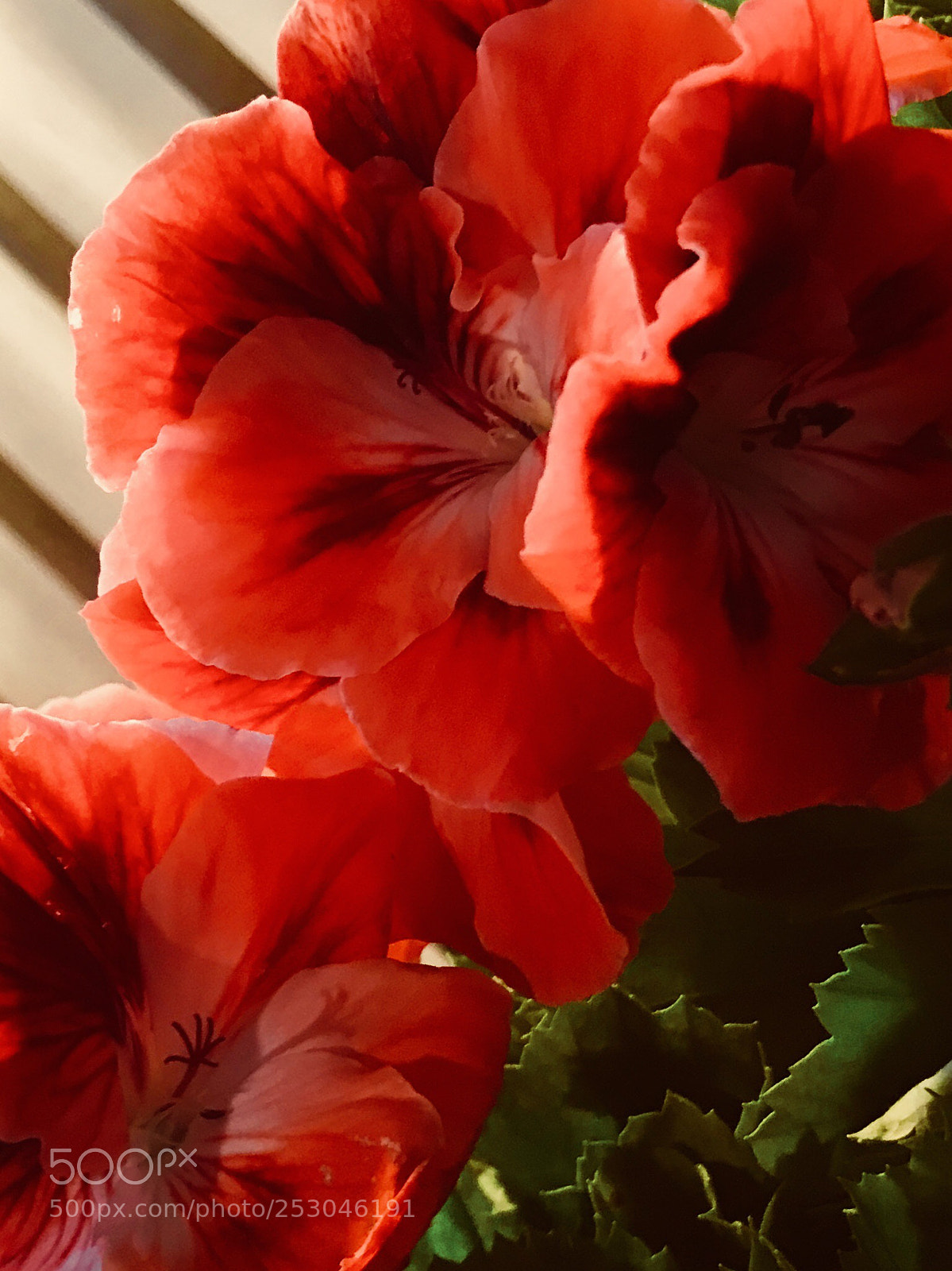 Apple iPhone 7 Plus sample photo. Primula photography