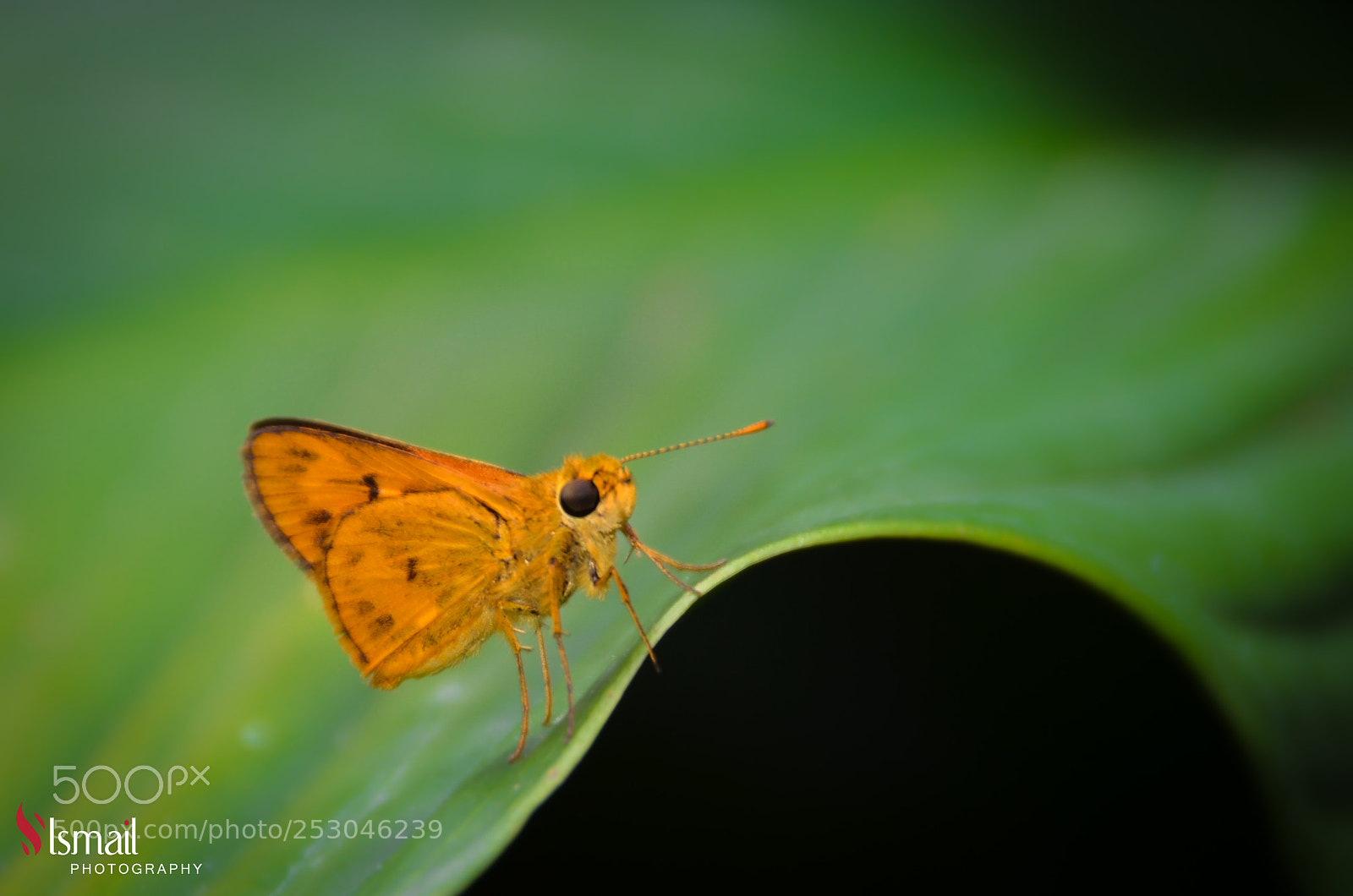 Nikon D7000 sample photo. Butterfly photography