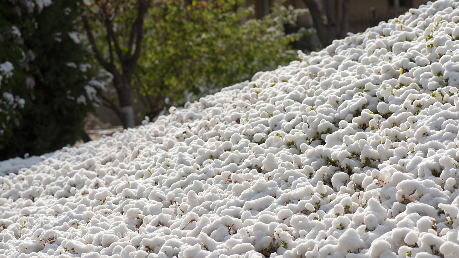 Nikon D800E sample photo. Spring snow photography