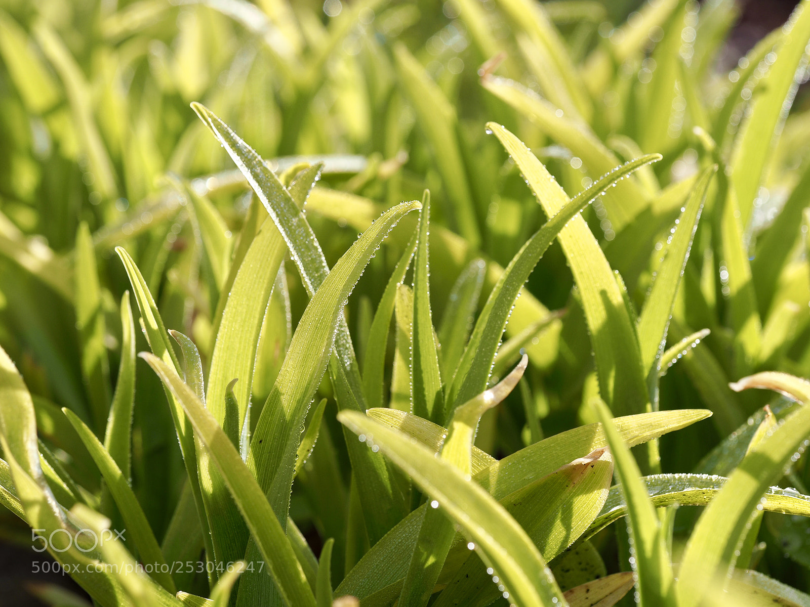 Olympus OM-D E-M10 II sample photo. Grass photography