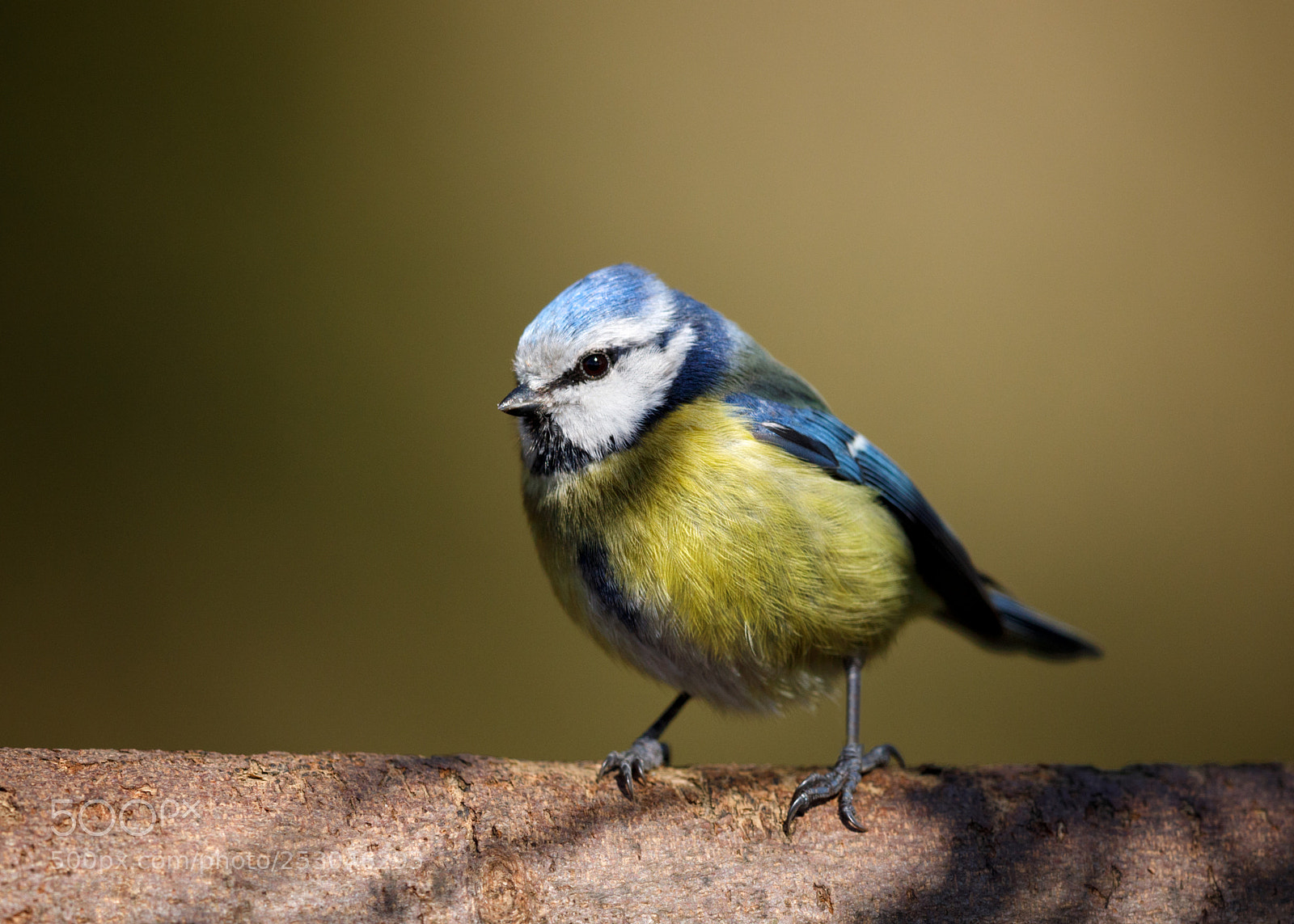 Canon EOS 5D Mark IV sample photo. Bluetit photography