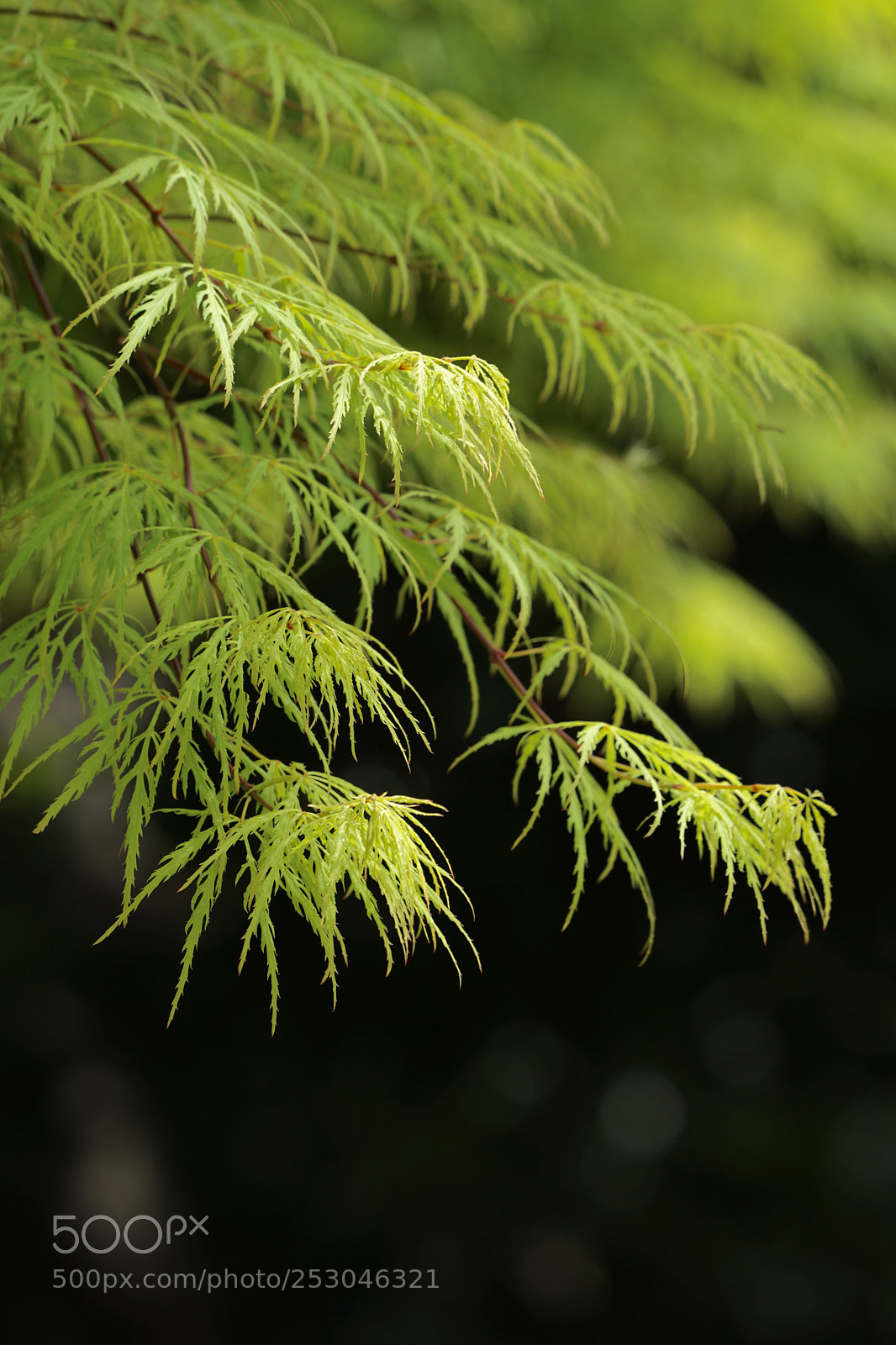 Sony a7 II sample photo. Slender feeling. photography