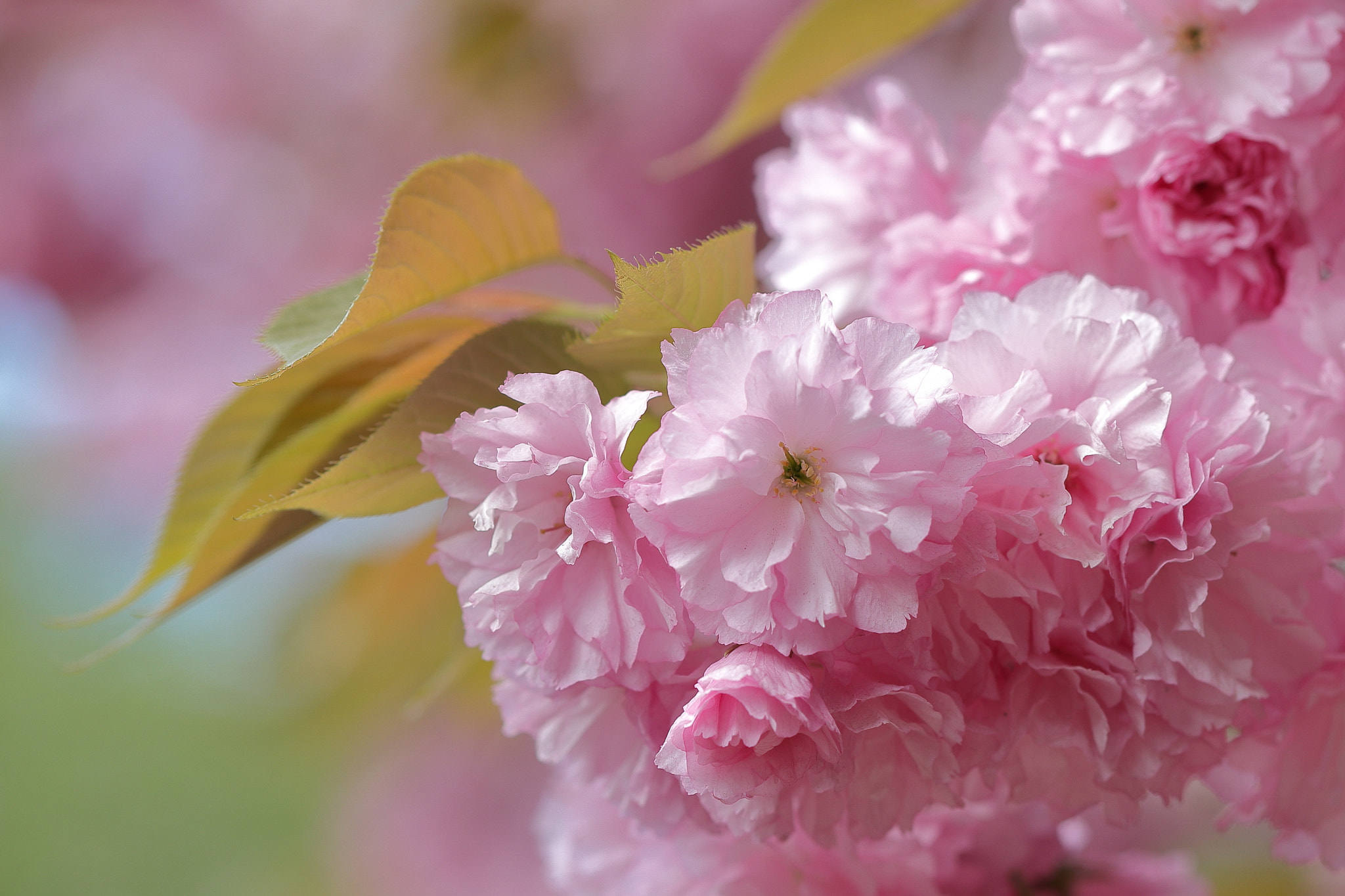 Canon EOS 200D (EOS Rebel SL2 / EOS Kiss X9) sample photo. 立体感 cherry blossom img_0603 photography