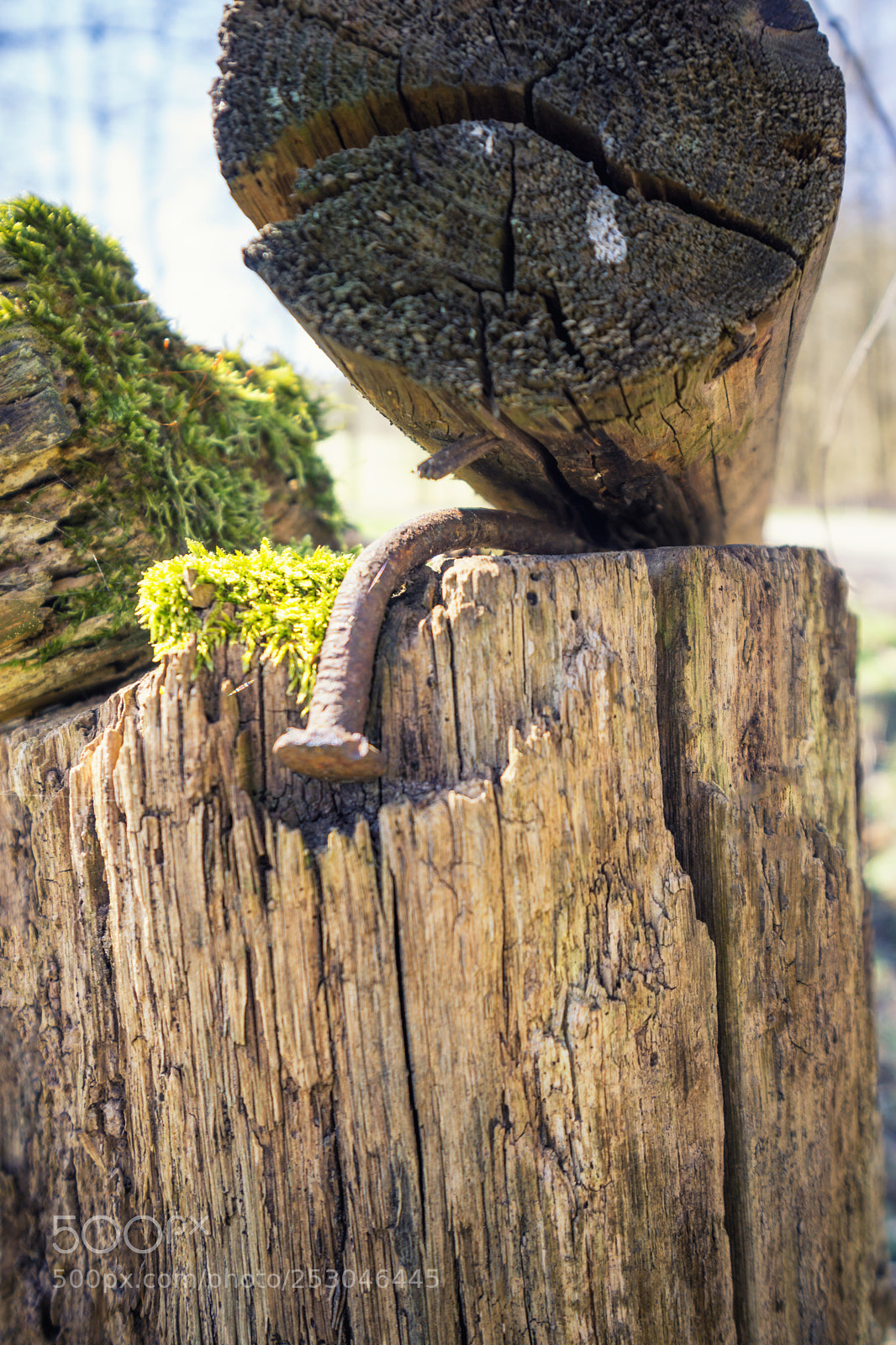 Sony a6000 sample photo. Bent and rusty nail photography