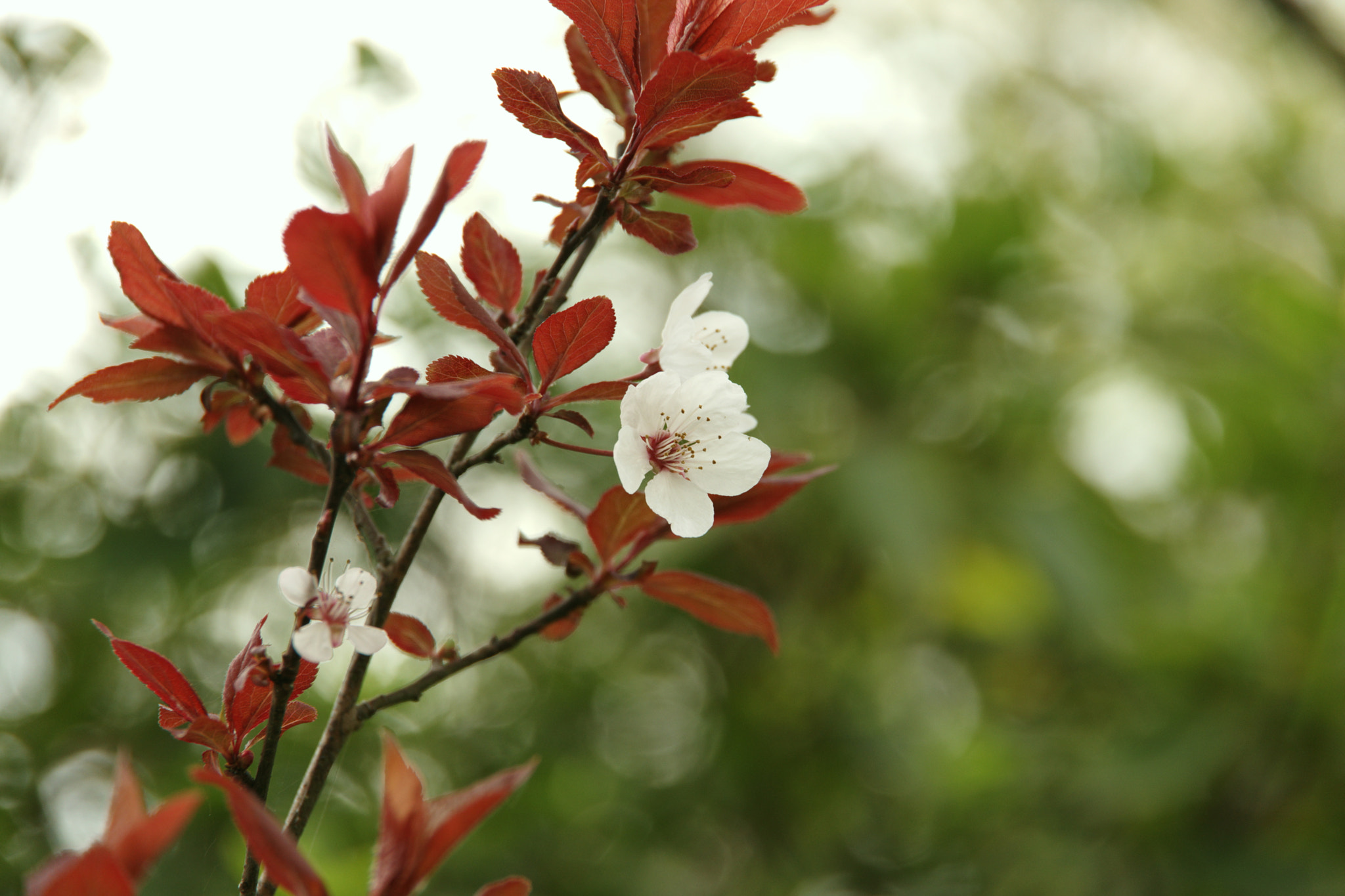 Pentax K-70 sample photo. Purple cherry plum photography