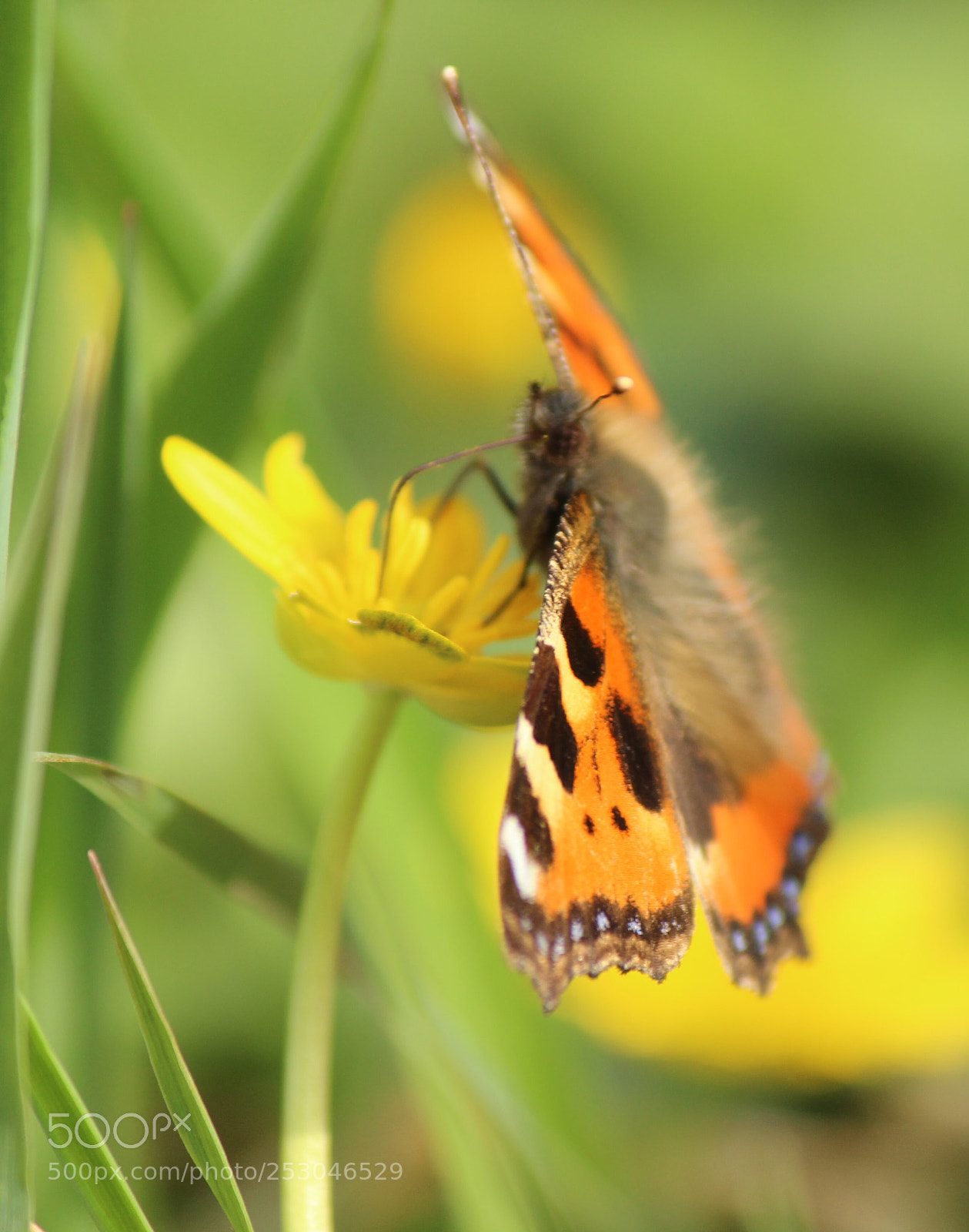 Canon EOS 600D (Rebel EOS T3i / EOS Kiss X5) sample photo. Butterfly photography