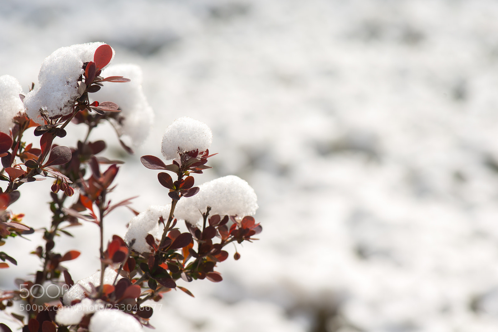 Nikon D800E sample photo. Spring snow photography