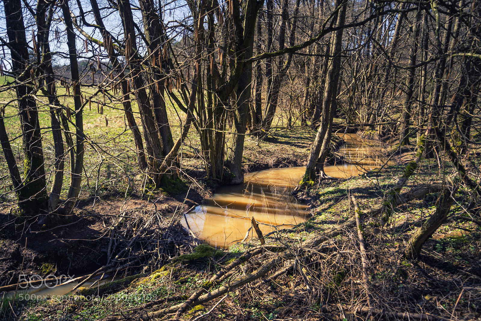 Sony a6000 sample photo. Forest view to the photography
