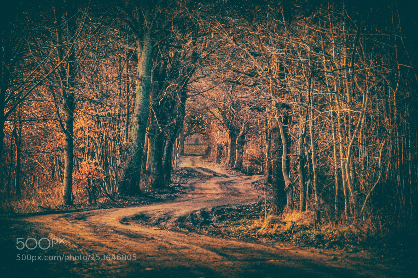 Nikon D300S sample photo. A mysterious road photography