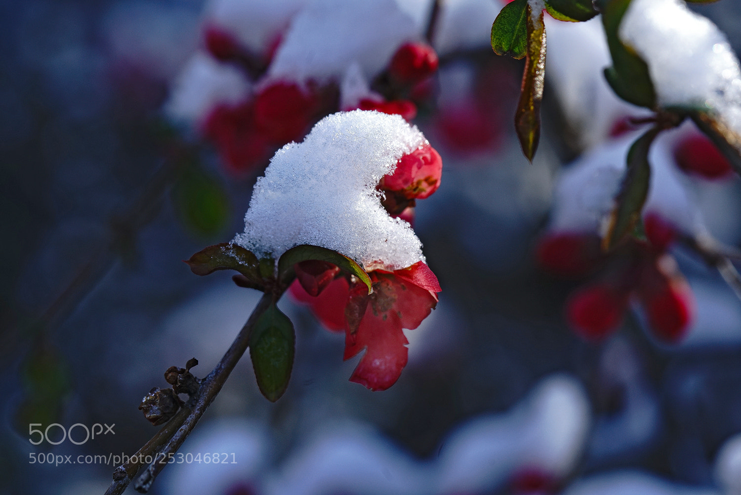 Sony a7R II sample photo. Frosted photography